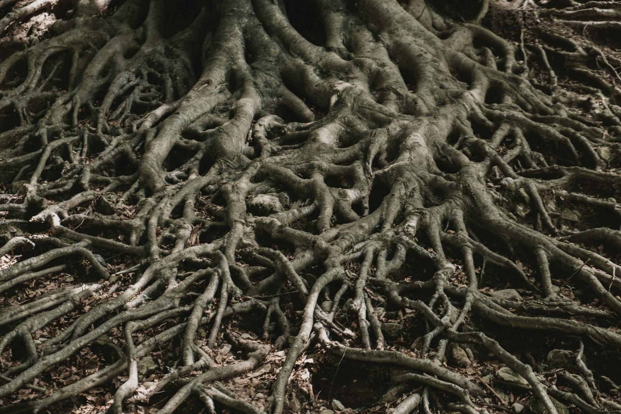Root Intrusion