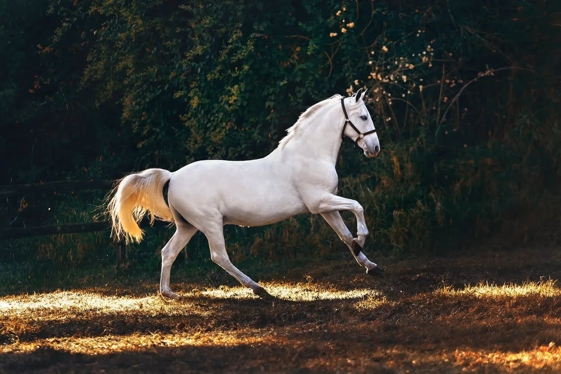 horse running