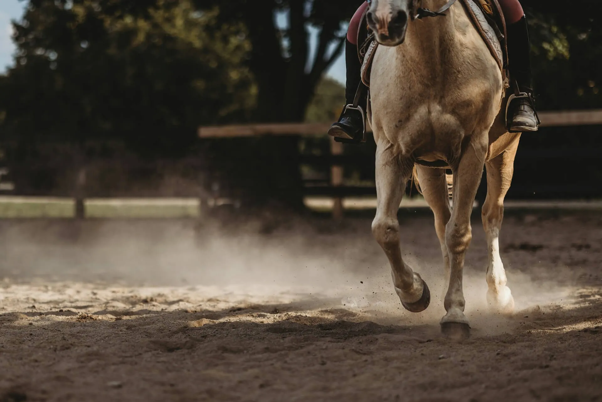horse running