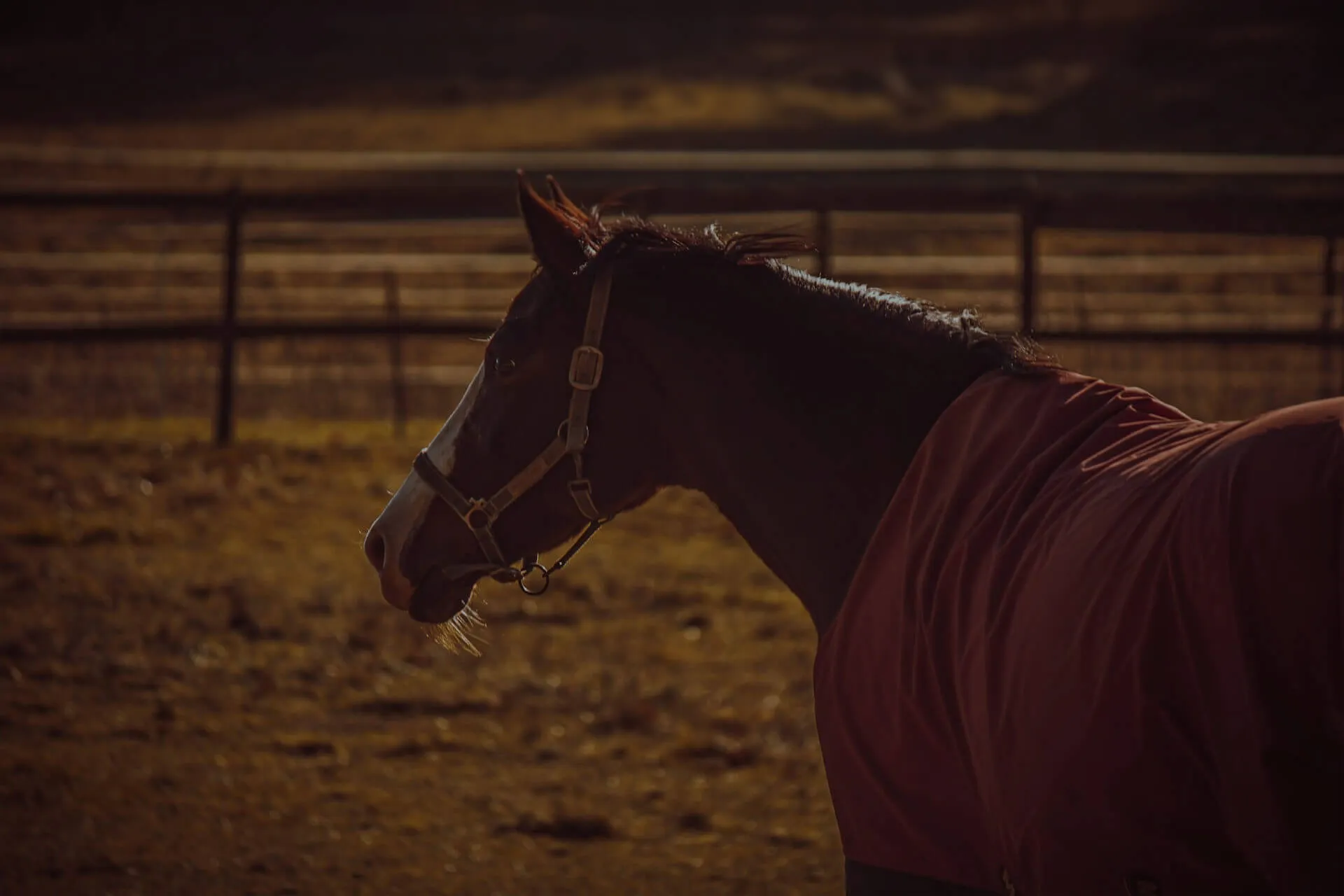 Horse image