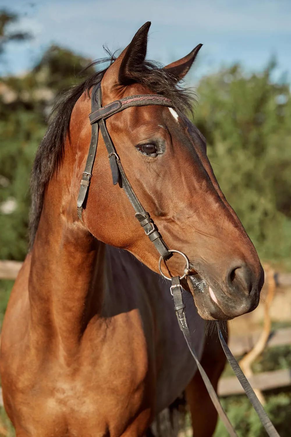 Horse