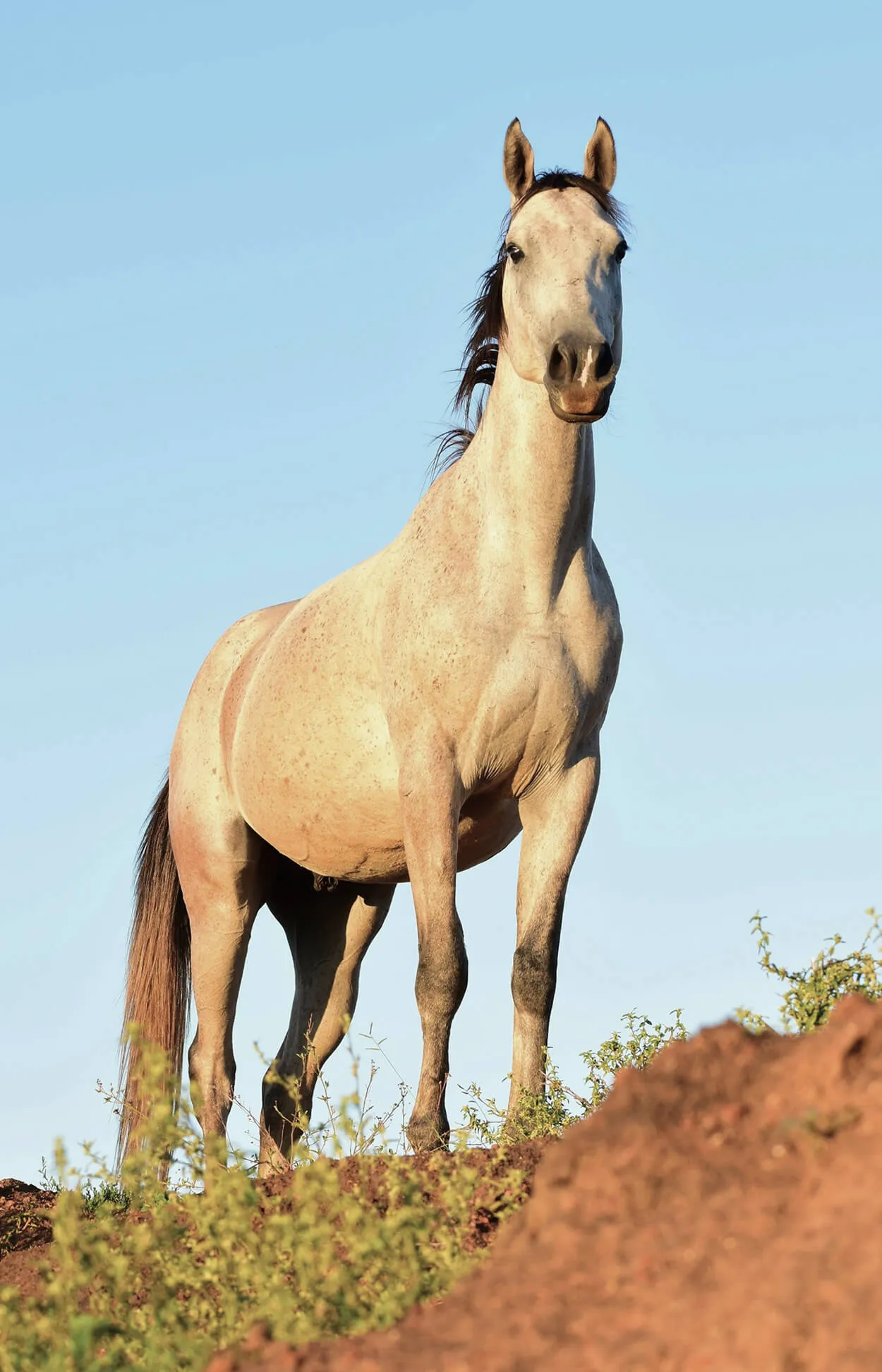 Horse