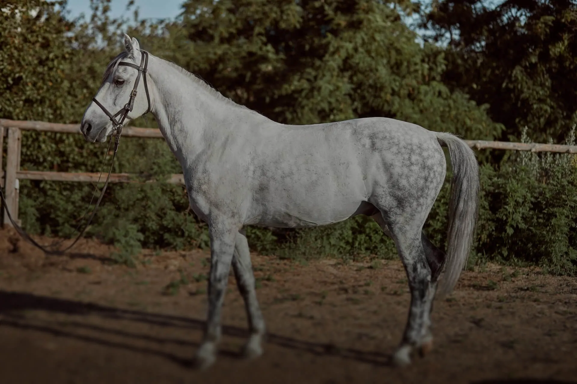 Horse image