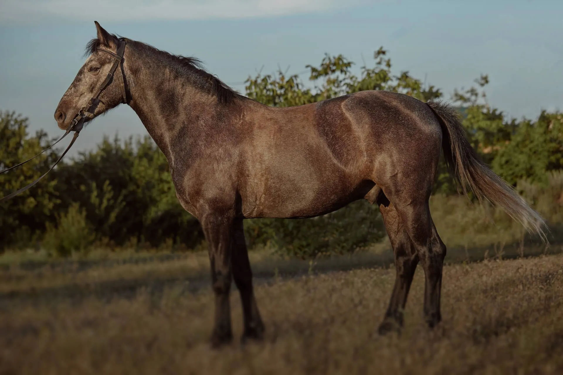 Horse image