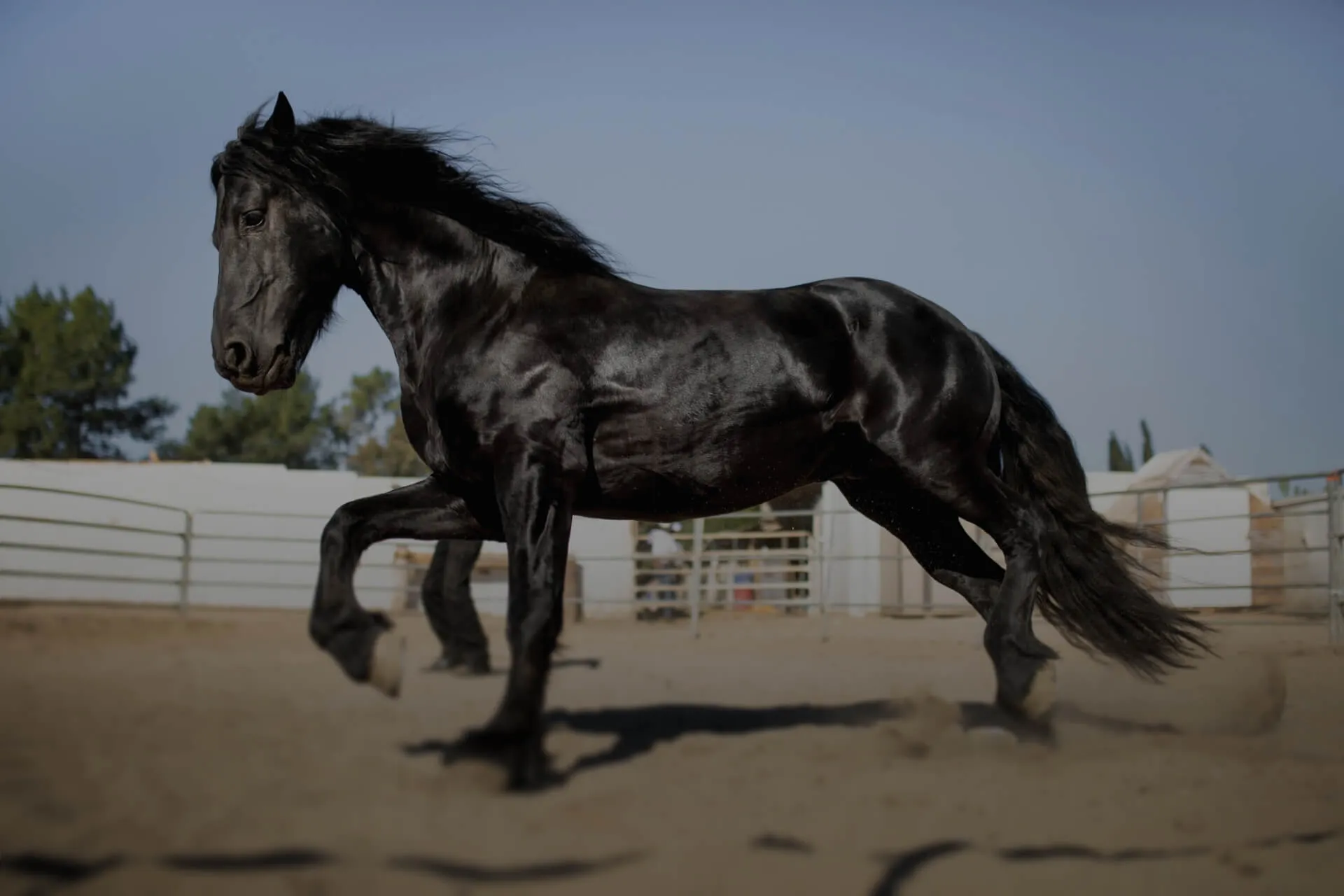 Horse img