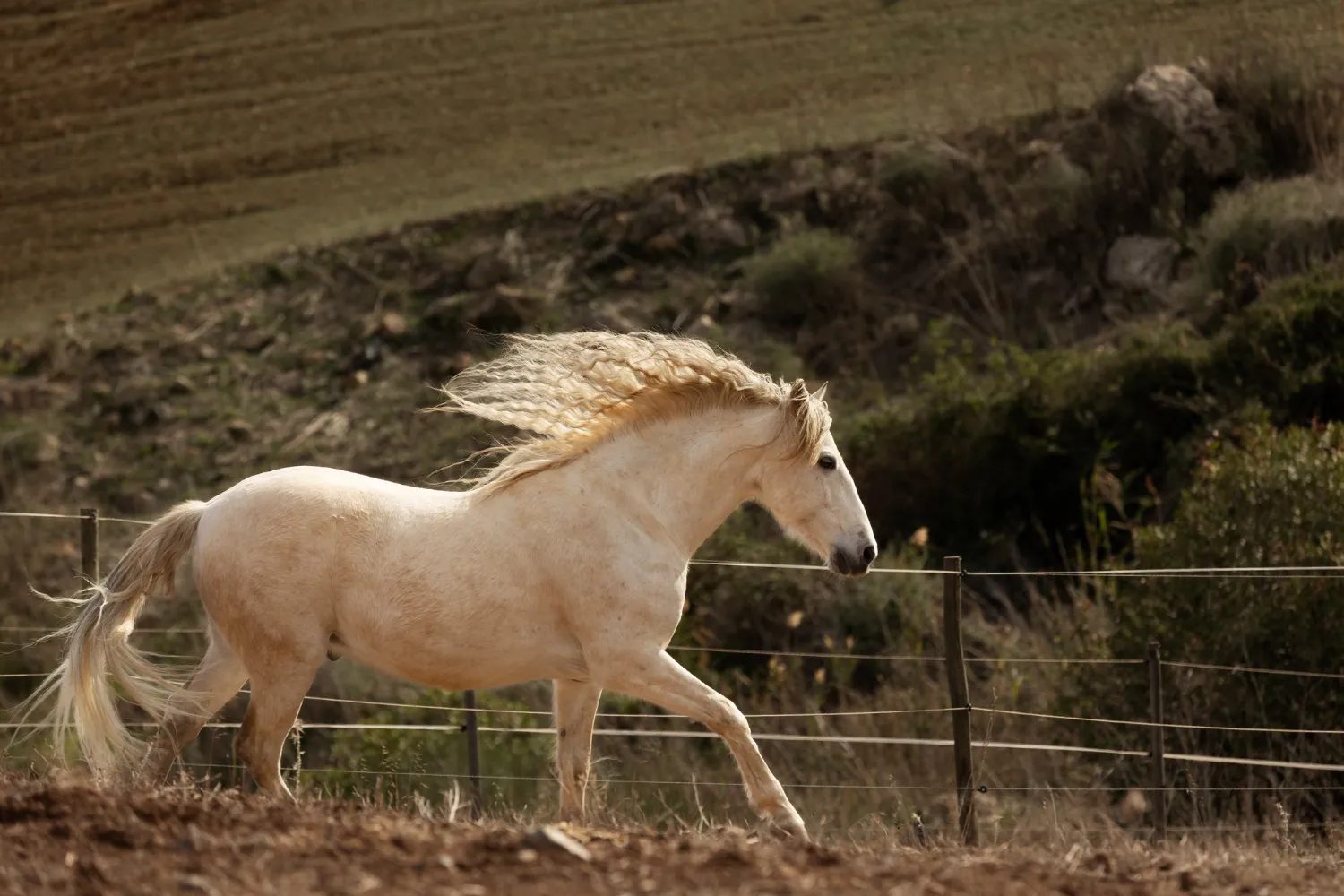 beautiful unicorn horse nature