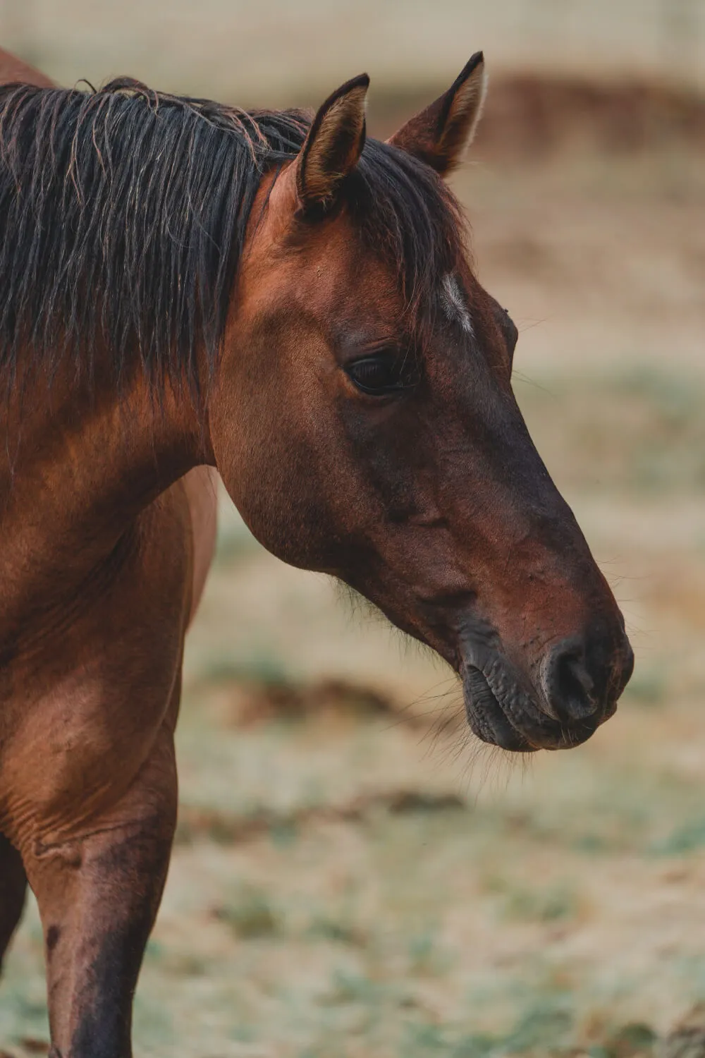 brown horse ranch