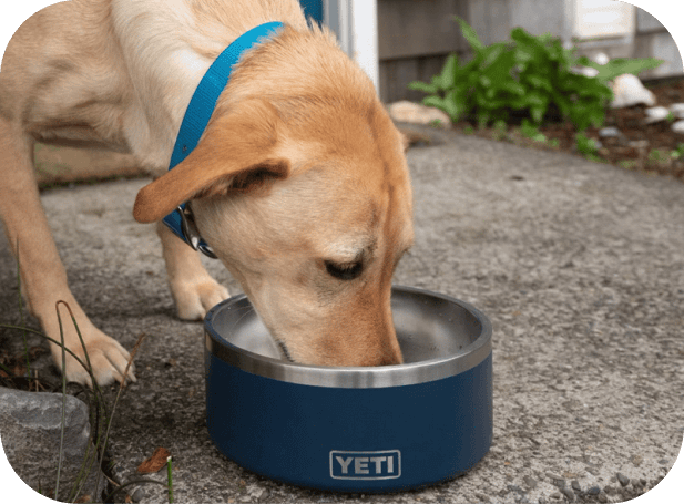 Yeti Dog Bowl Gift