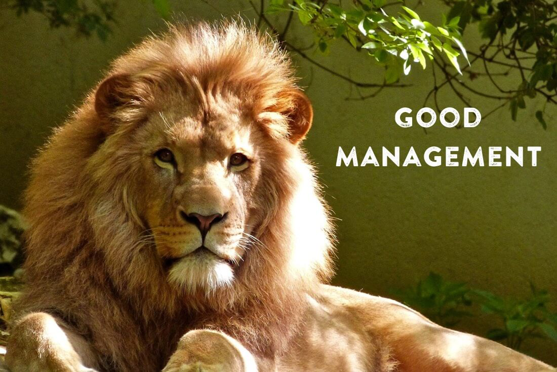 How To Be The Best Manager You Can Be