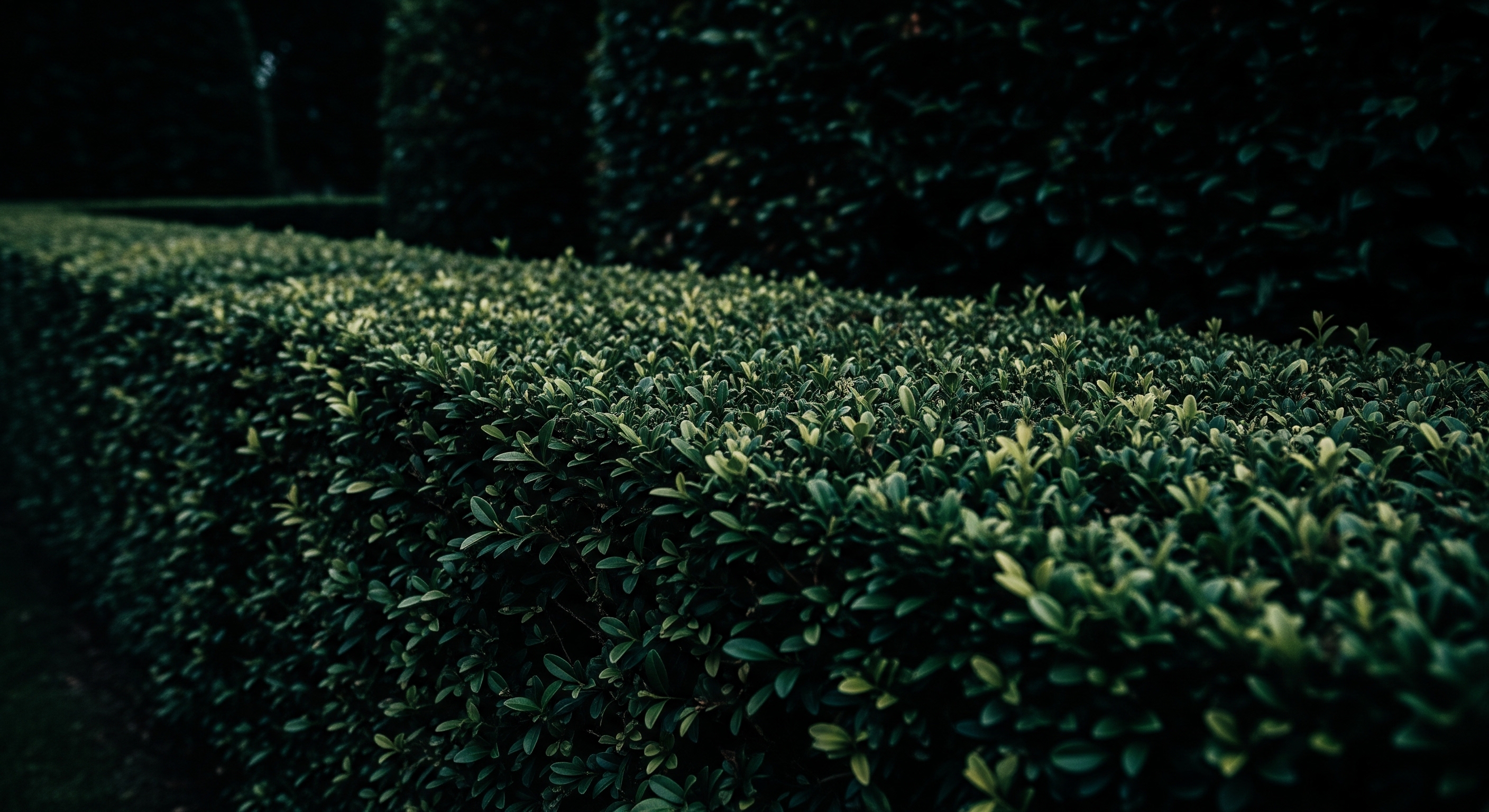 Eine dunkle Nahaufnahme einer dichten, gepflegten Hecke im Querformat, mit tiefen Schatten und einer ruhigen, geheimnisvollen Atmosphäre.