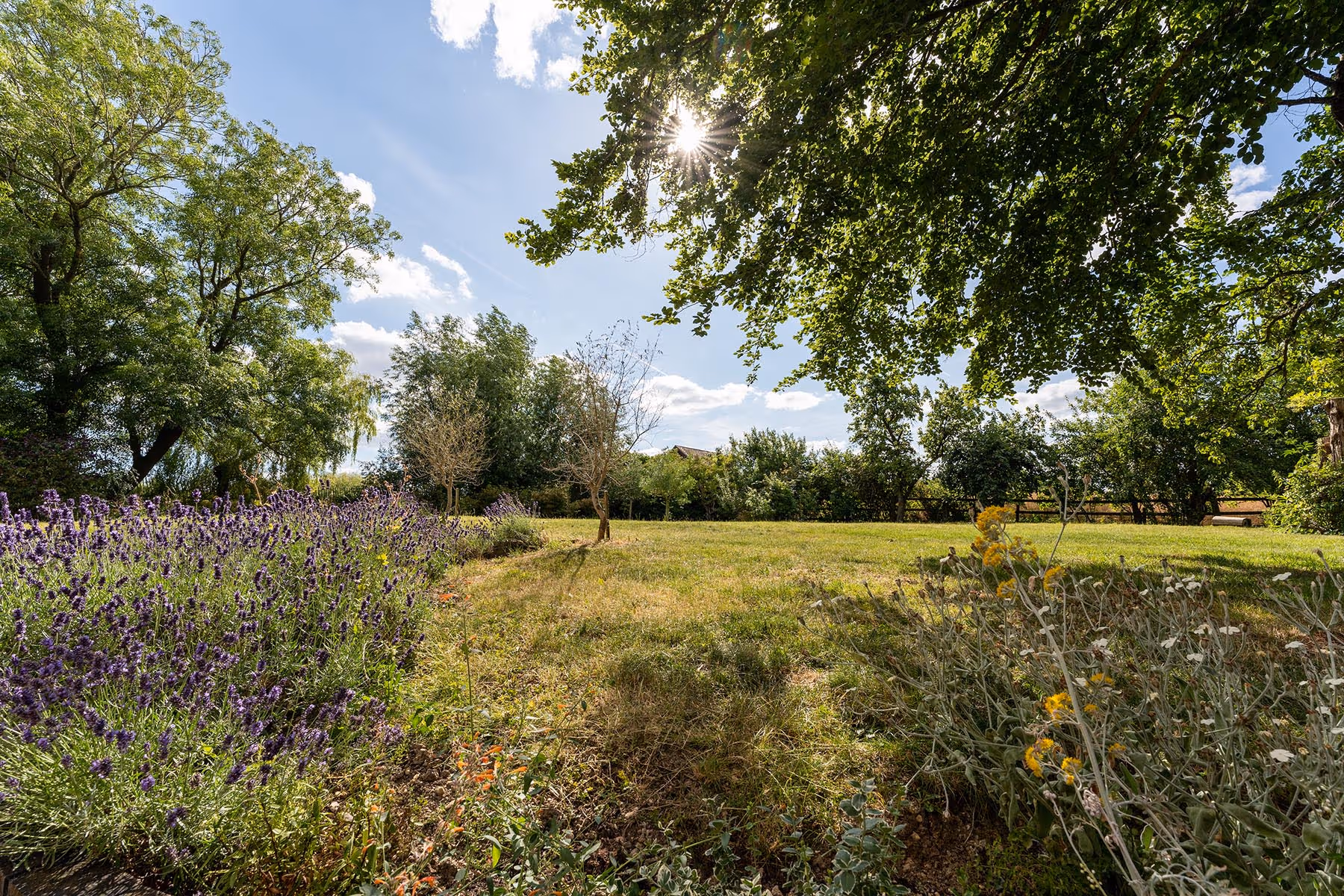 Sunny garden with lavender flowers, grassy field, and trees under blue sky