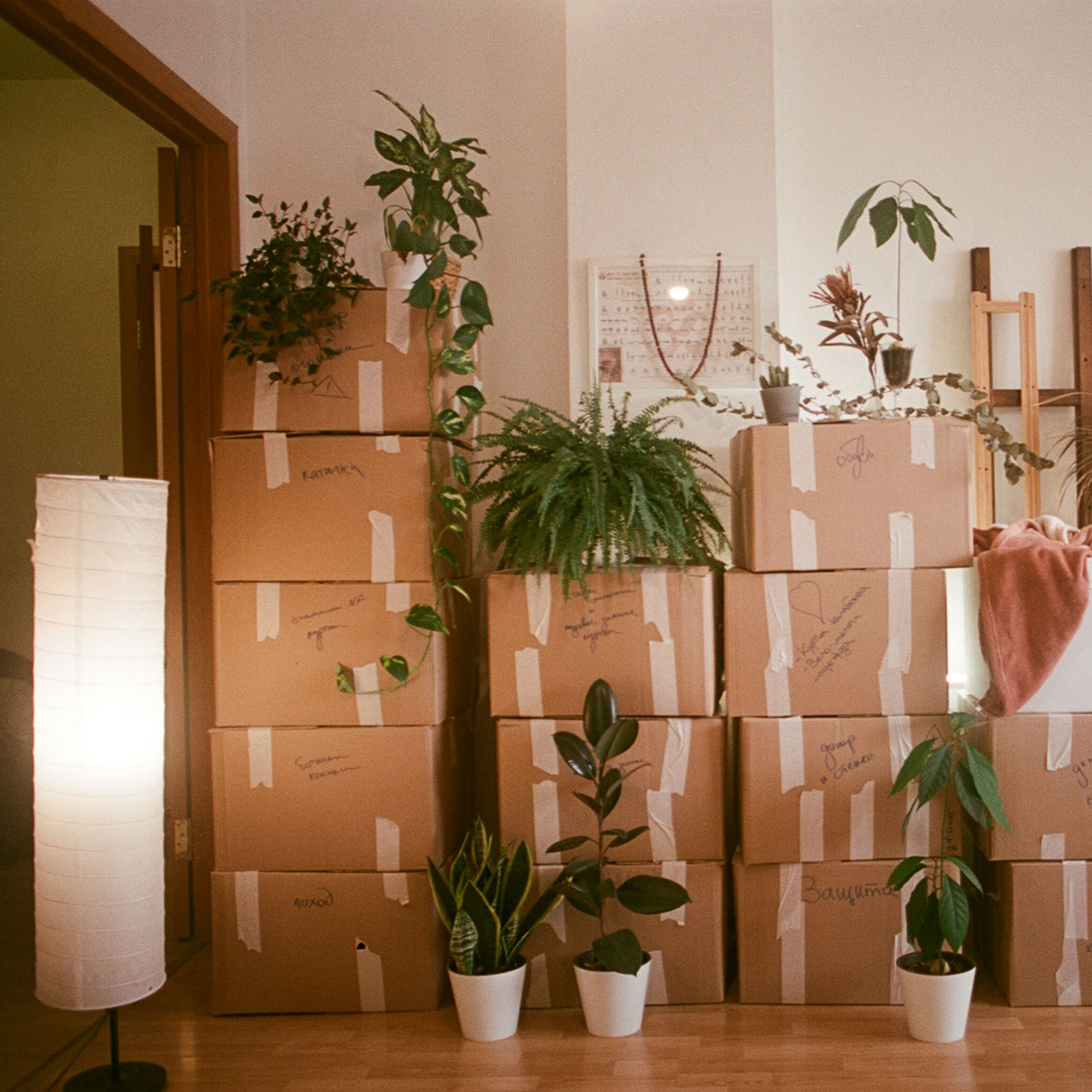 Stack of taped moving boxes with various green houseplants placed on and around them in a room with a wooden floor and a standing white paper lamp to the left.