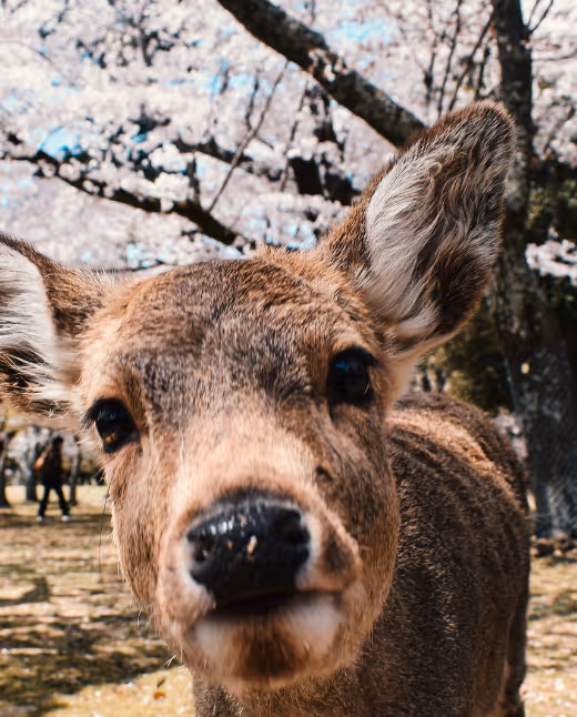 Picture of Nara deers in Japan
