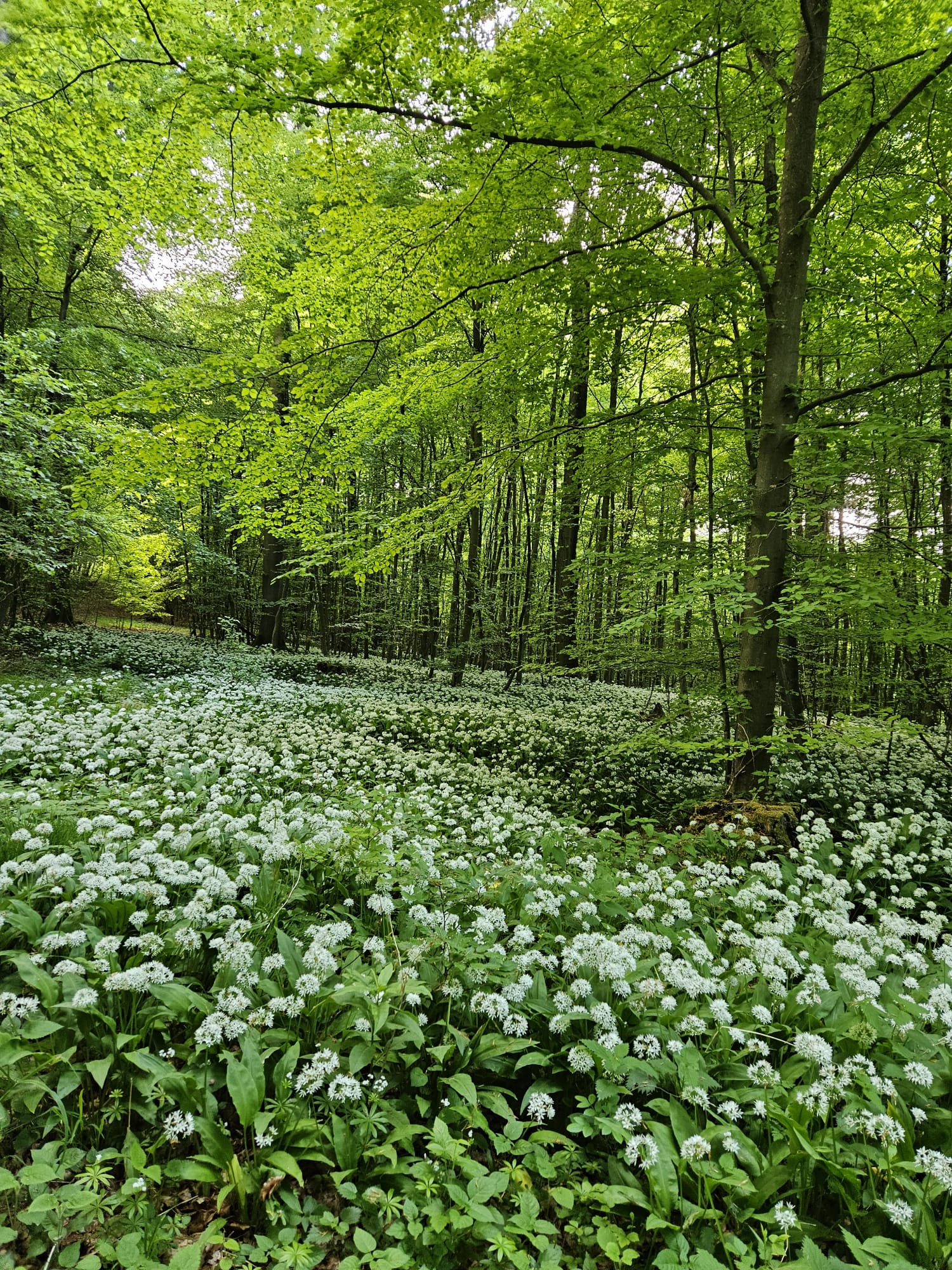 [background image] landscape with a bike trail (for a bicycle shop)