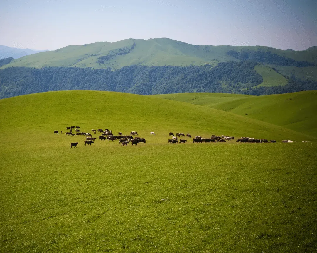 Rolling green hills with a herd of cows grazing, set against a backdrop of forested mountains under a clear blue sky.