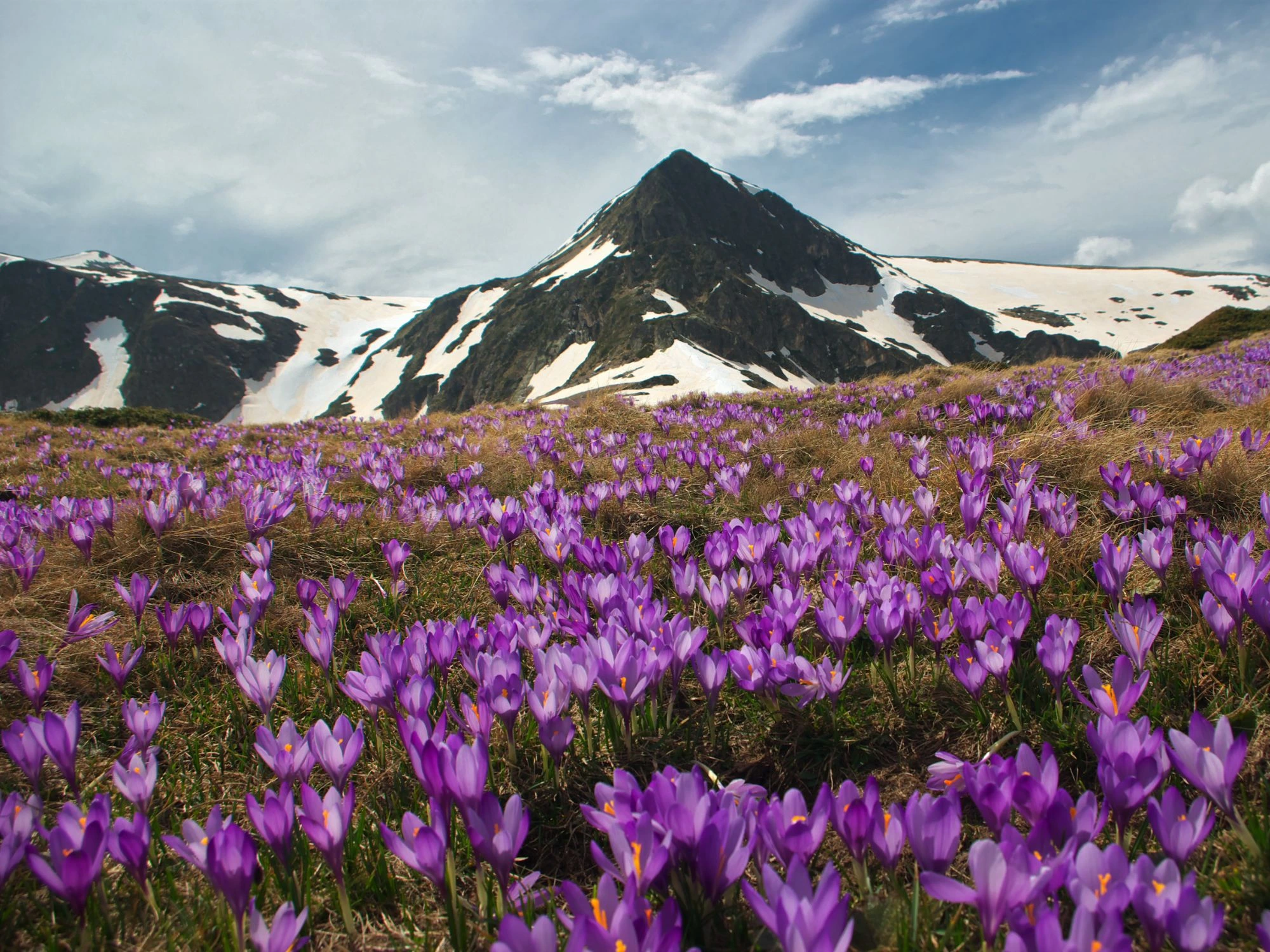 Rila Mountains Flowers – A field of purple crocuses in front of snow-capped peaks in Bulgaria’s Rila Mountains.