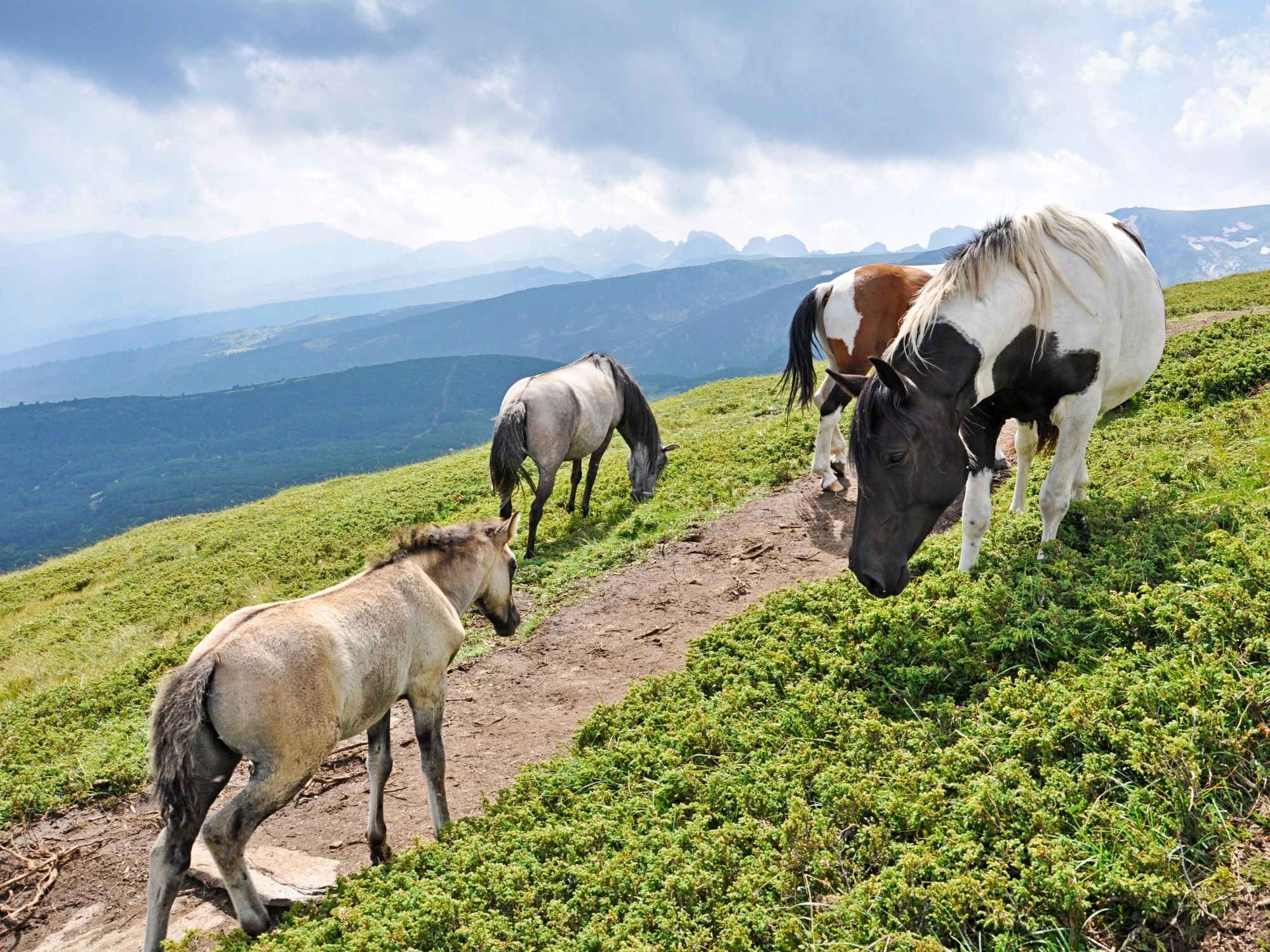 Wild horses grazing on a green mountain ridge in Rila, Bulgaria, with misty peaks in the background.