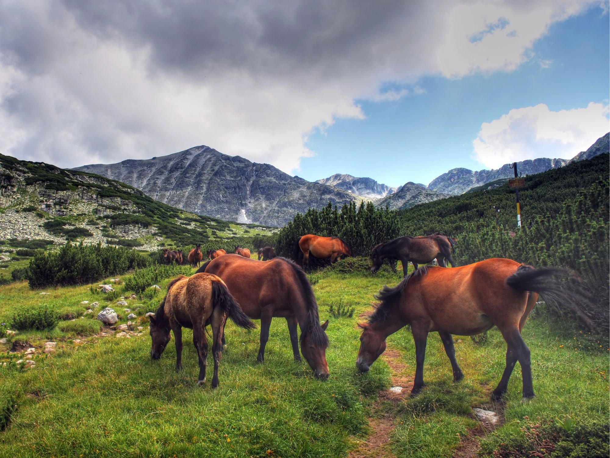 A herd of wild horses grazing in a lush valley in Rila, Bulgaria, surrounded by rugged mountain slopes.