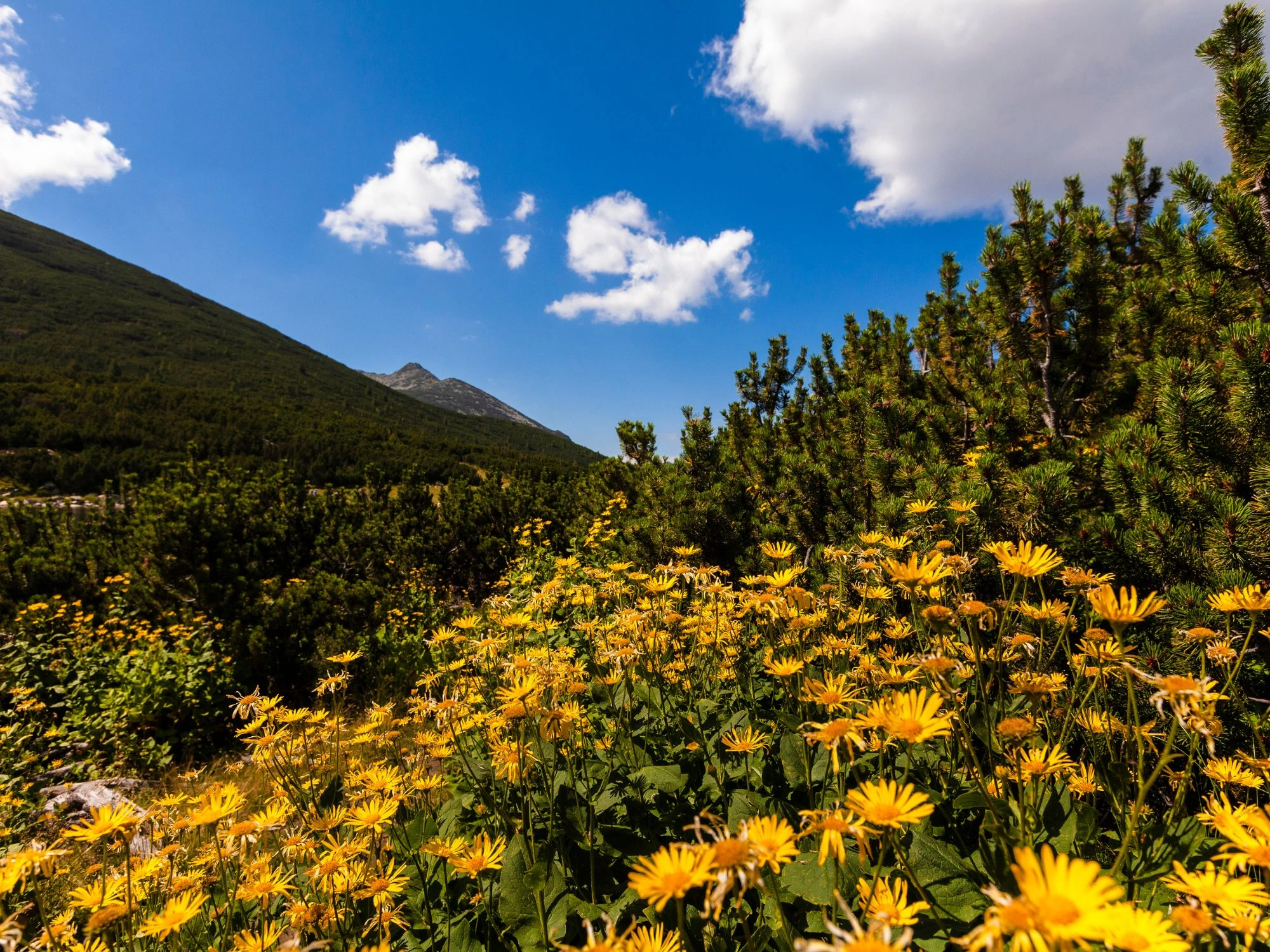 Yellow wildflowers in Pirin Mountain, Bulgaria, under a bright blue sky with scattered clouds.