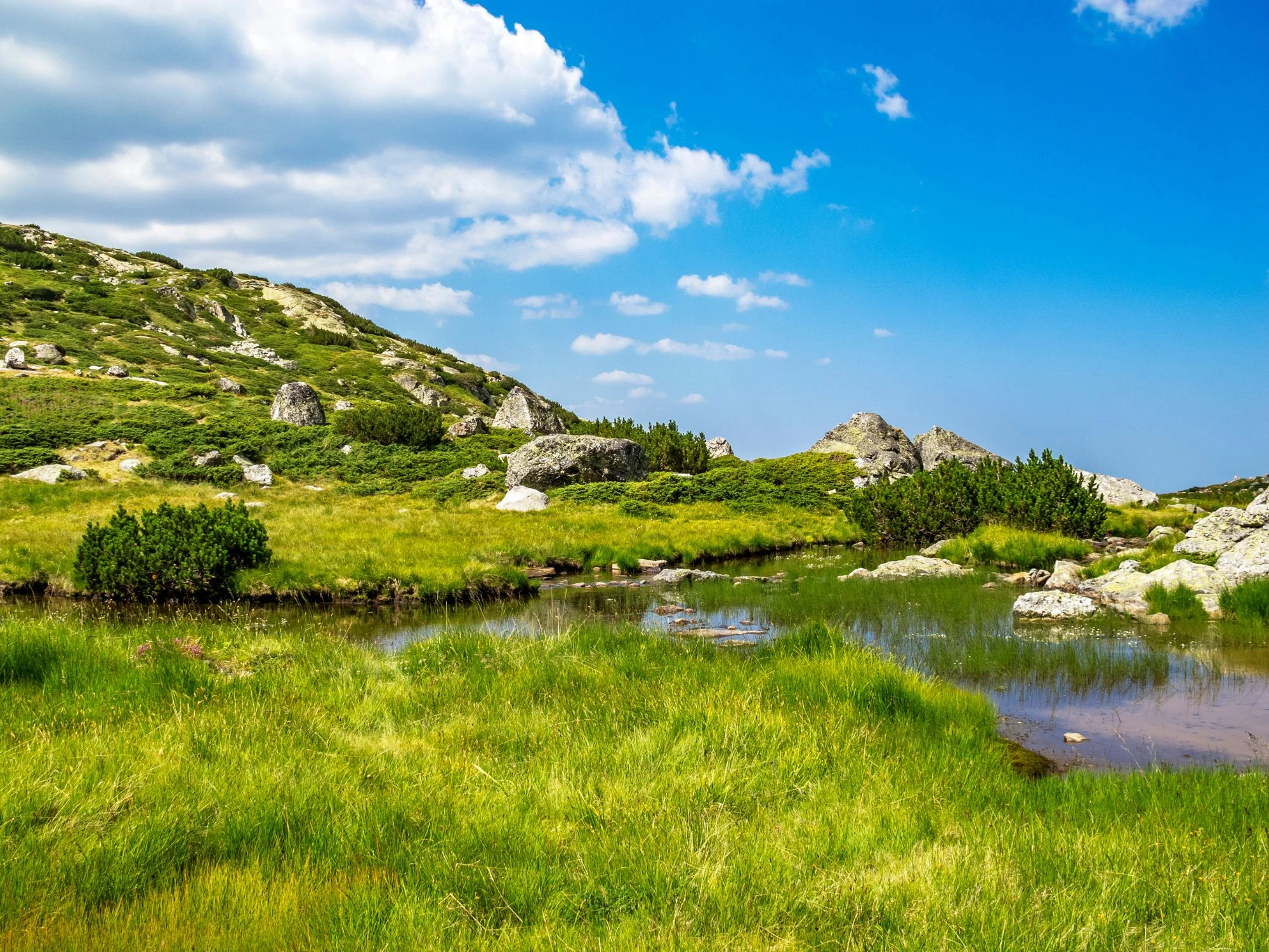 A tranquil alpine meadow in Rila, Bulgaria, with a reflective pond surrounded by lush greenery and scattered rocks.