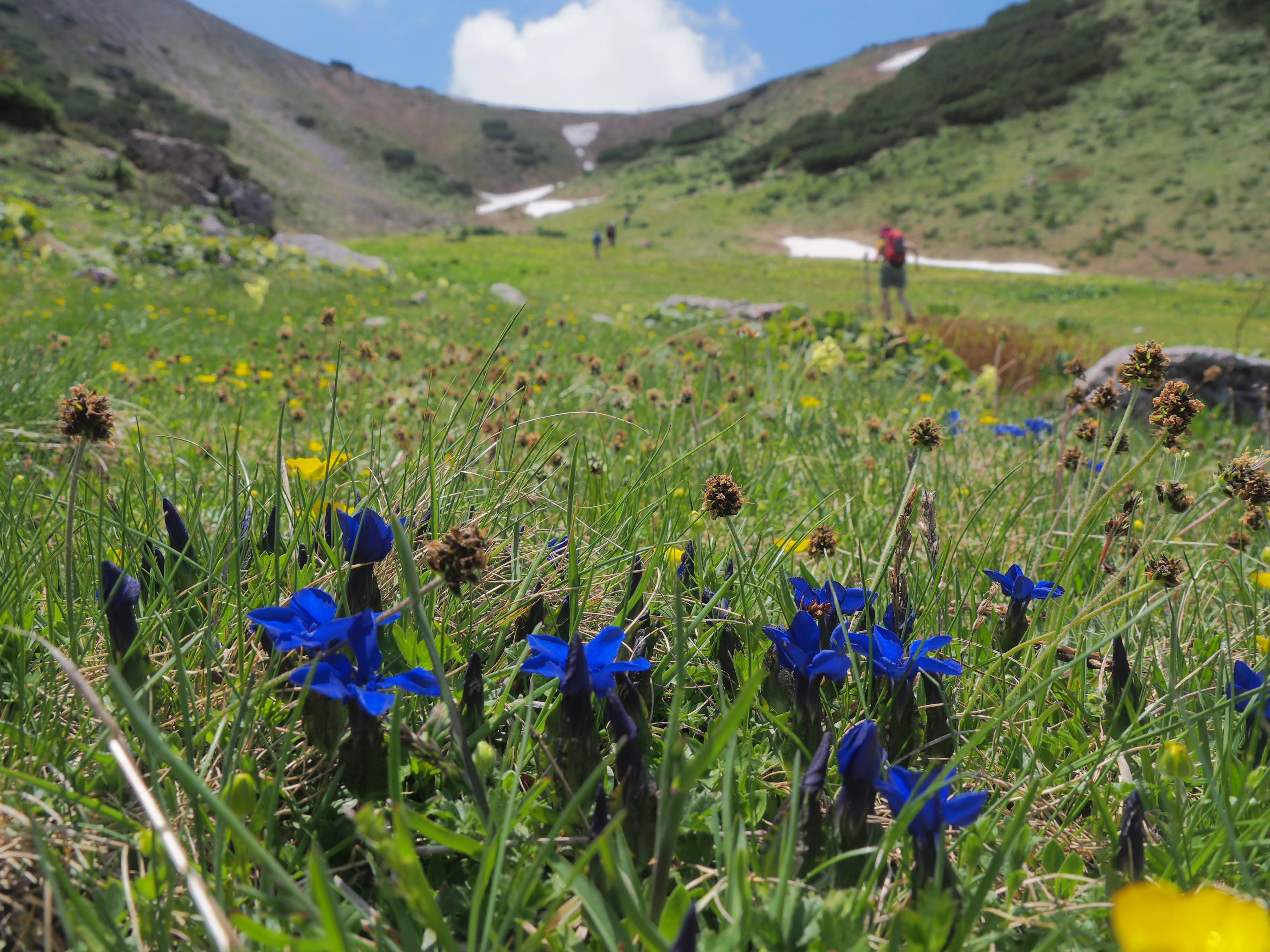 Vibrant blue gentian flowers bloom in a sunlit alpine meadow, with hikers trekking in the background.