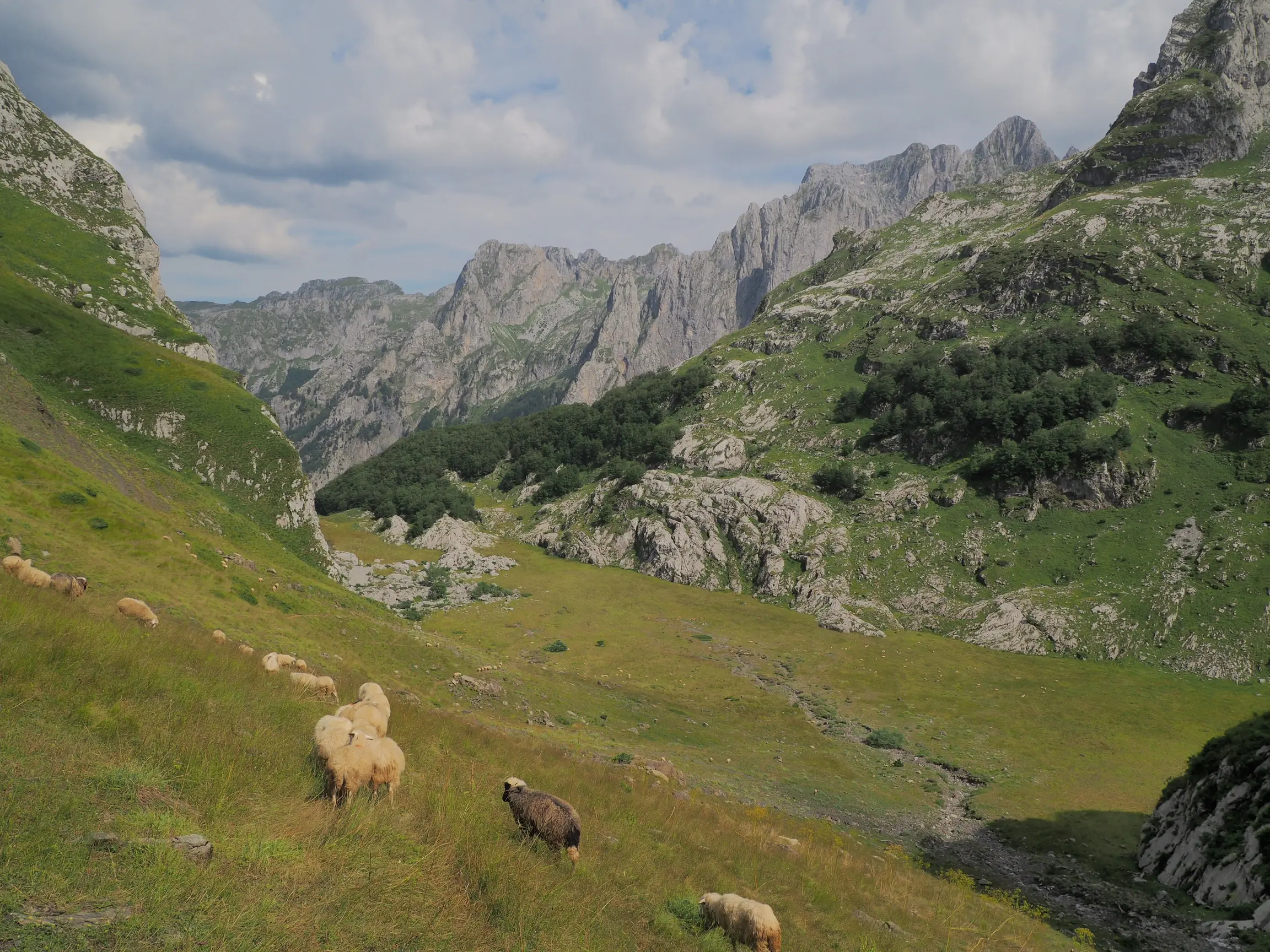 A flock of sheep grazes on a green slope, surrounded by jagged mountain peaks in the Grbaja Valley.
