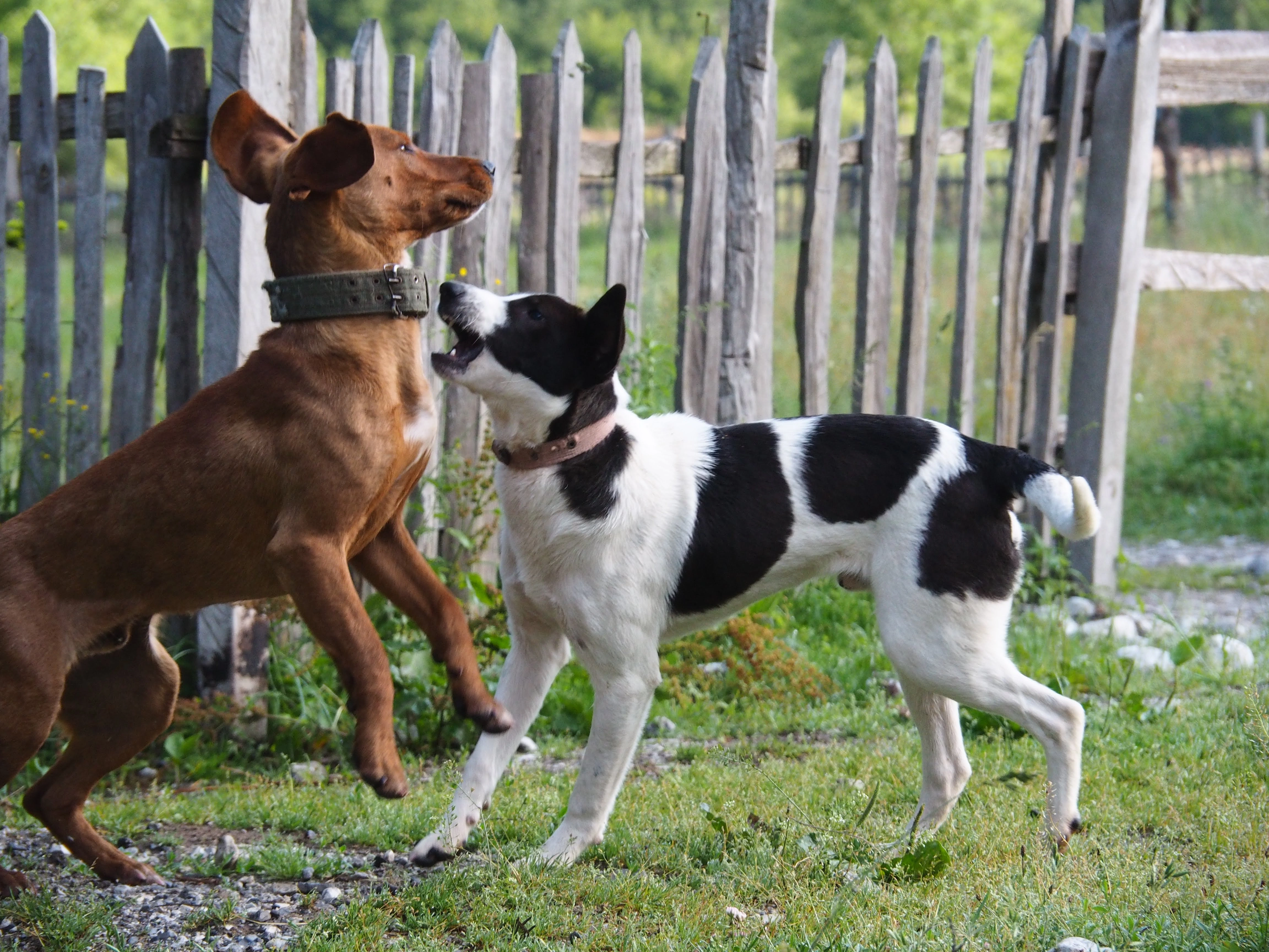 Two playful dogs, one brown and one black-and-white, standing near a rustic wooden fence.