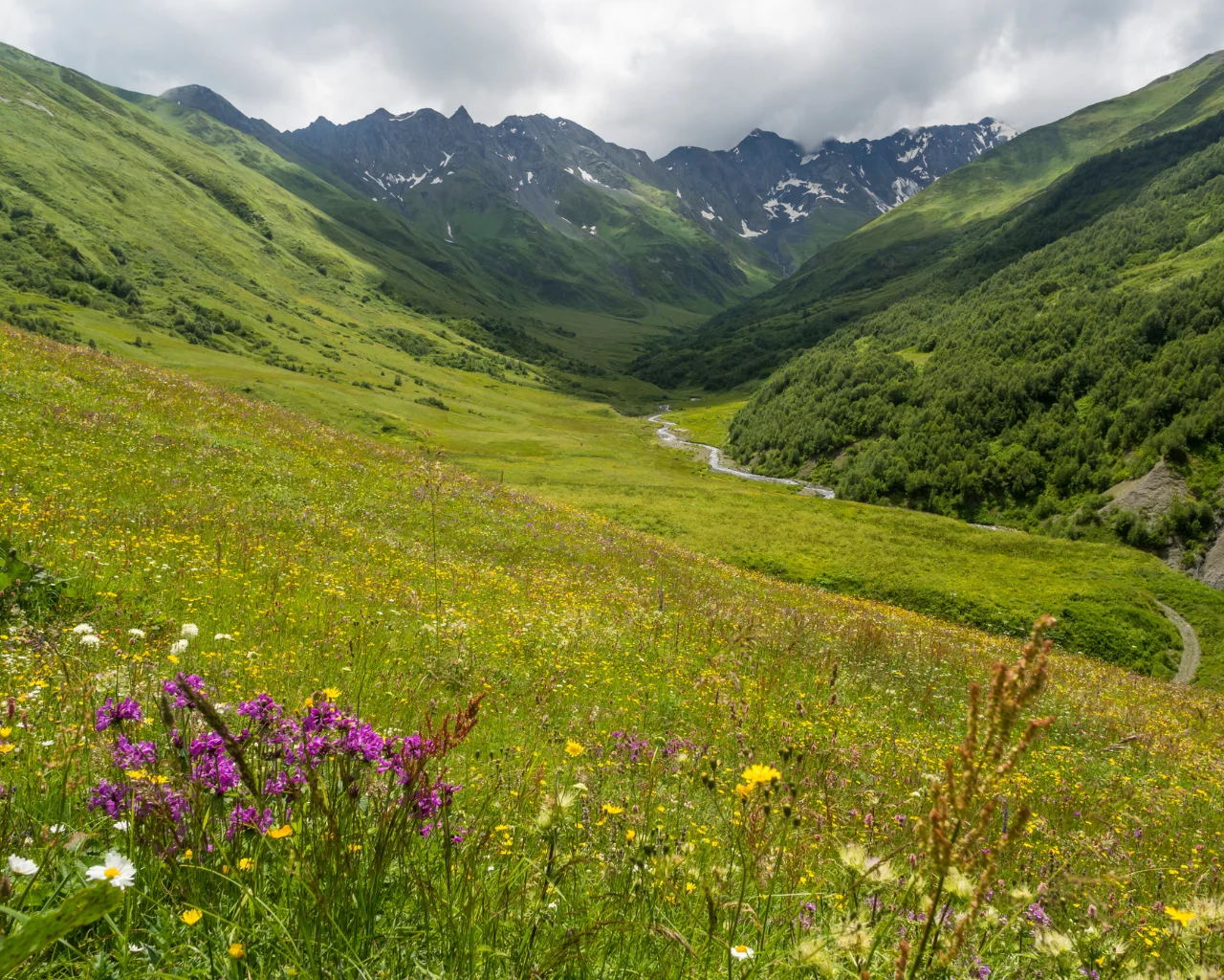 A vibrant alpine meadow with wildflowers stretches towards jagged mountain peaks in Svaneti, Georgia.