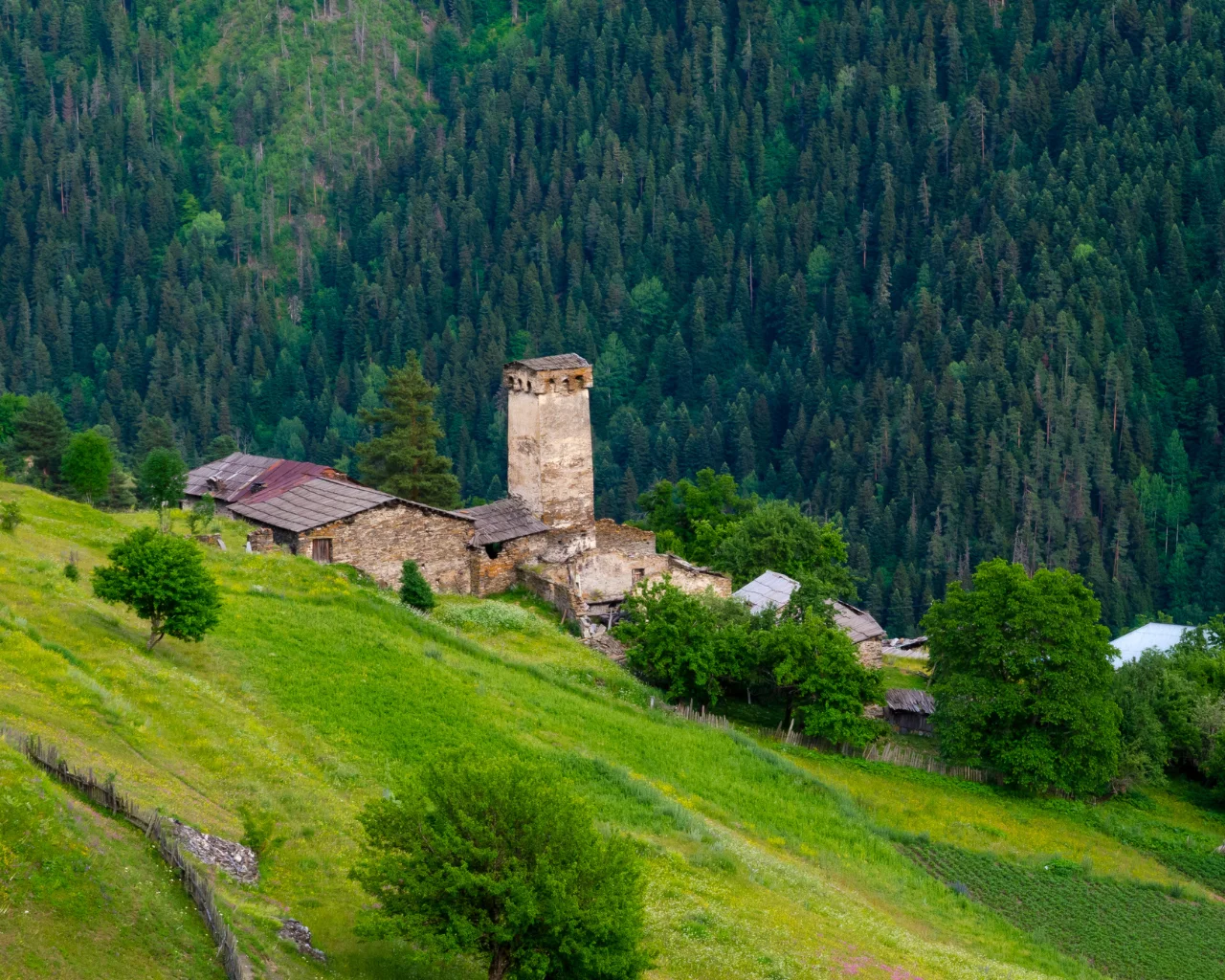 A solitary medieval tower stands on a grassy slope in Svaneti, Georgia, with a dense pine forest in the background.