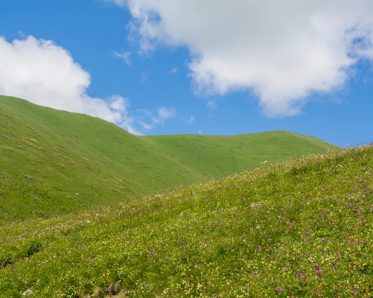A green hill covered in wildflowers stretches under a bright blue sky, with fluffy white clouds in Svaneti, Georgia.