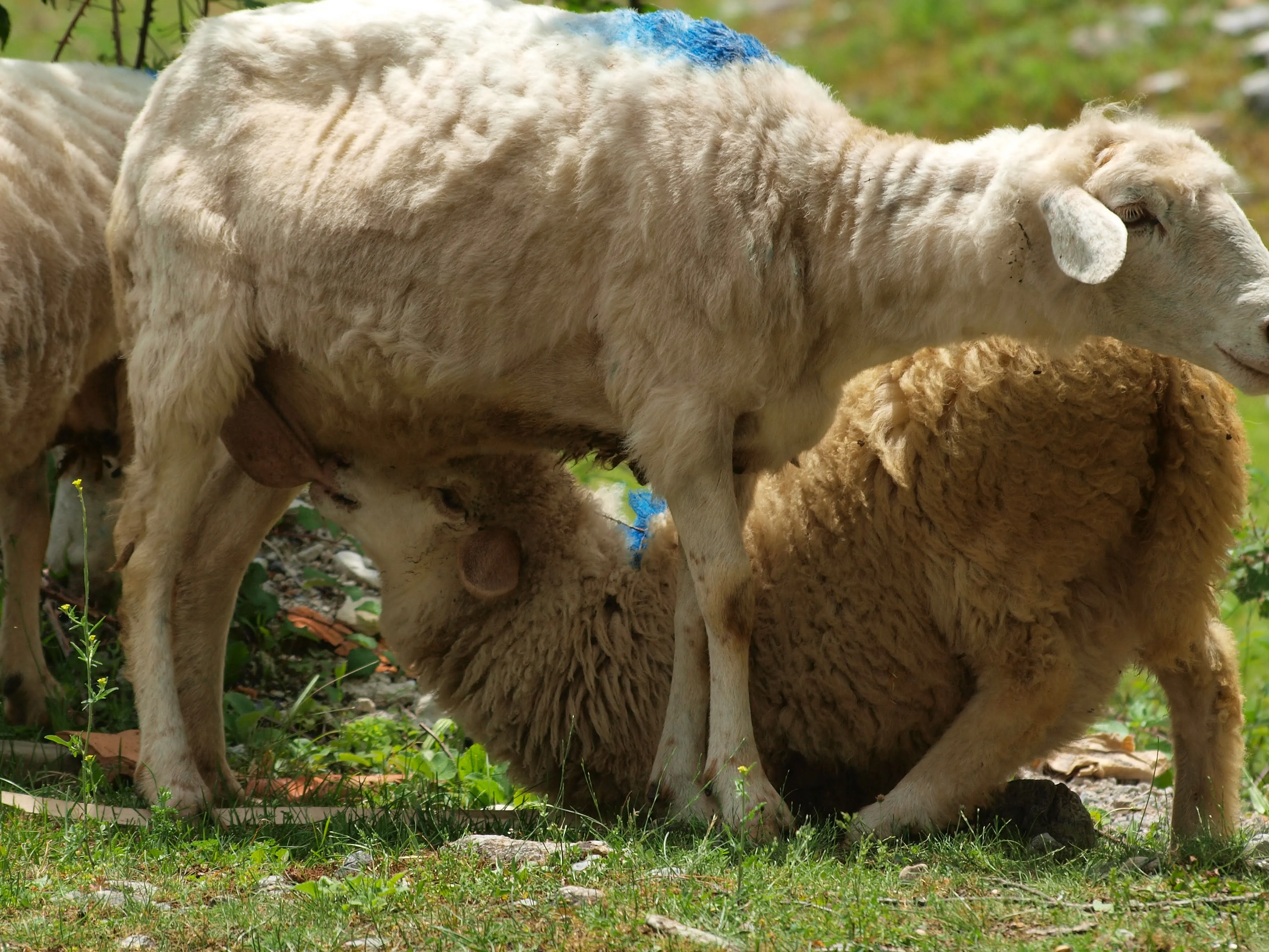 A lamb nursing from its mother in a pastoral mountain setting in Albania, capturing the region’s traditional shepherding.