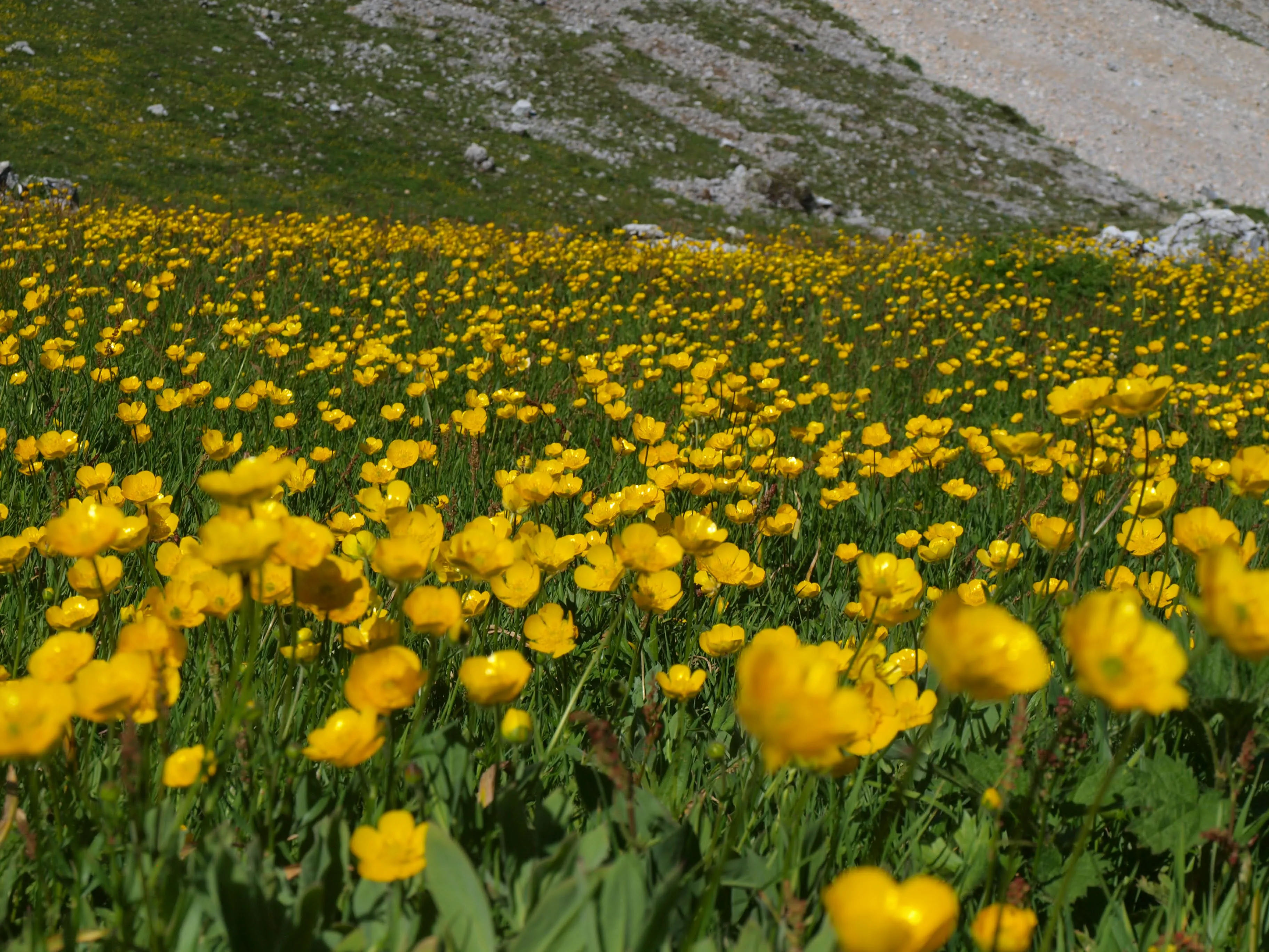 A vibrant field of yellow wildflowers blooming in the Valbona Valley National Park, surrounded by rugged mountain slopes.