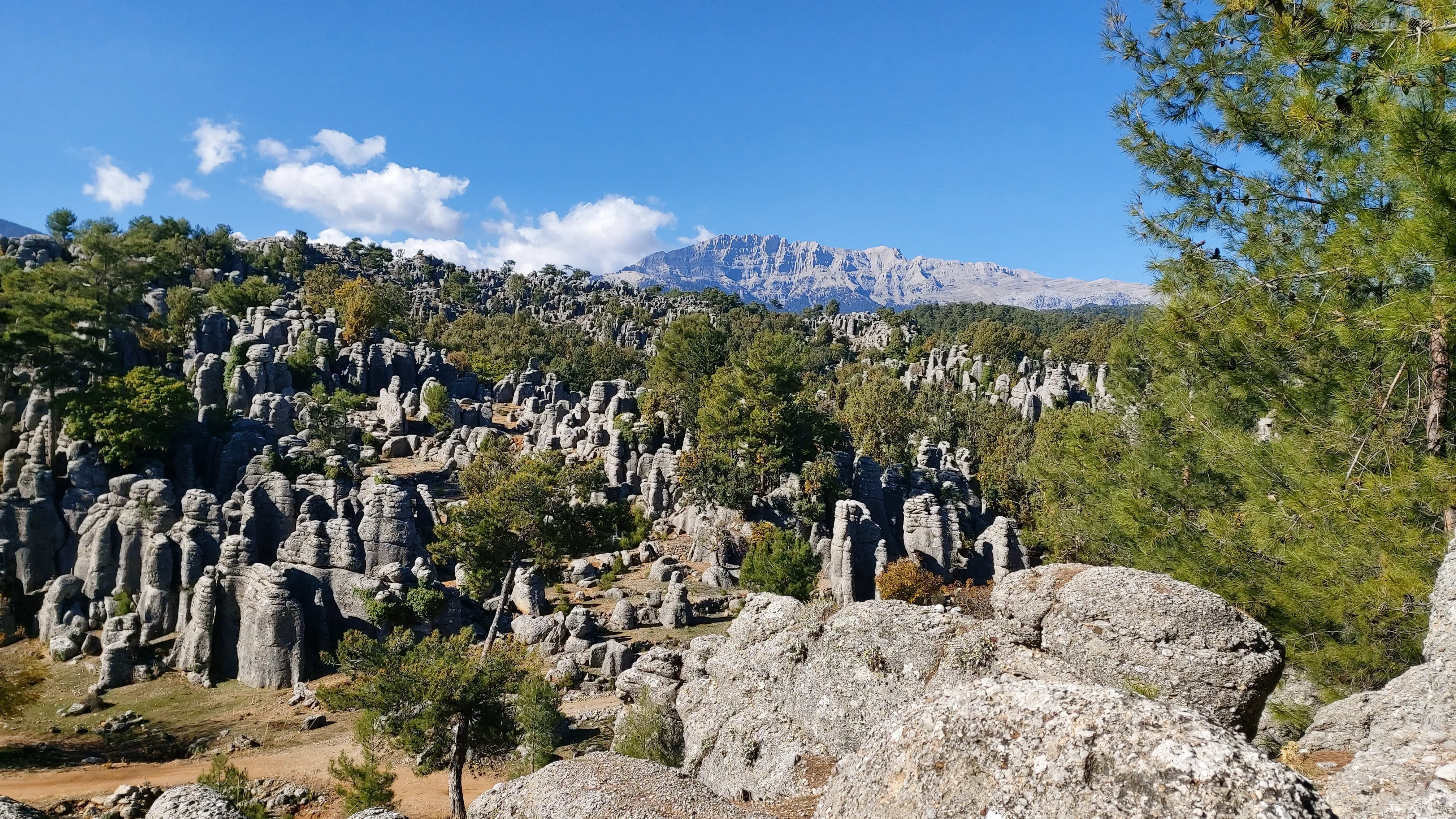 Vast rock formations – A stunning landscape of rock pillars and pine trees with distant mountains under a bright blue sky.