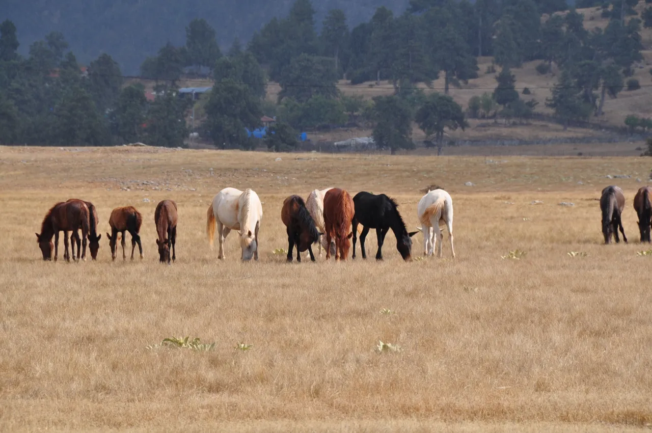 A group of horses in various colors graze on a golden field, hills and trees in the background on the St. Paul Trail.