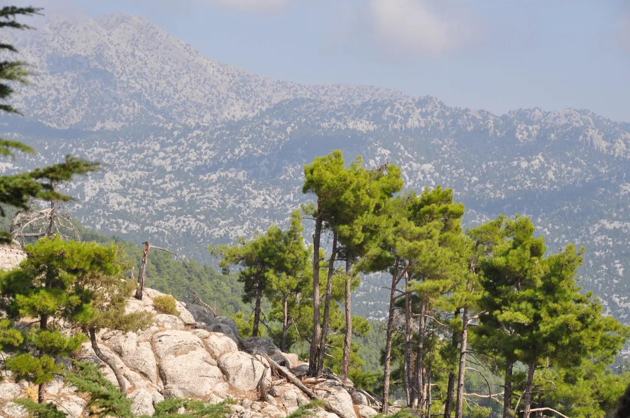 A dense pine forest stands against a rugged mountain backdrop on the St. Paul Trail.
