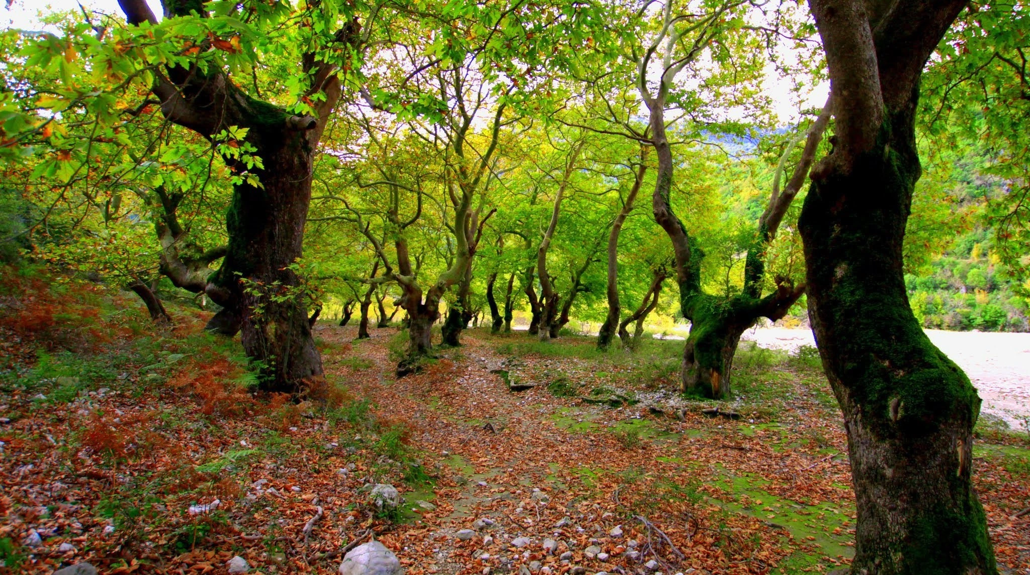 A grove of ancient trees with twisted trunks and vibrant green leaves, scattered autumn leaves covering the ground.