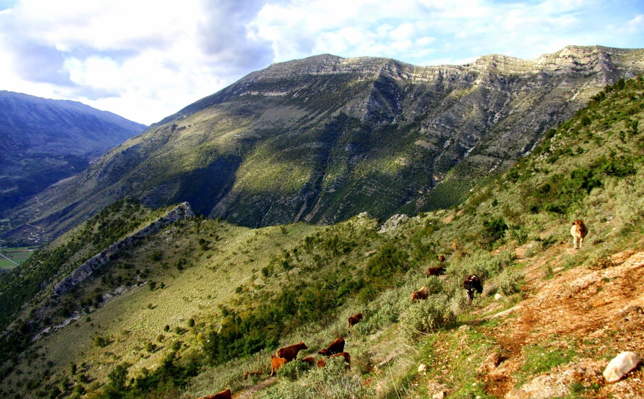 Cattle grazing on steep mountain slopes, with golden sunlight casting shadows across the ridges.
