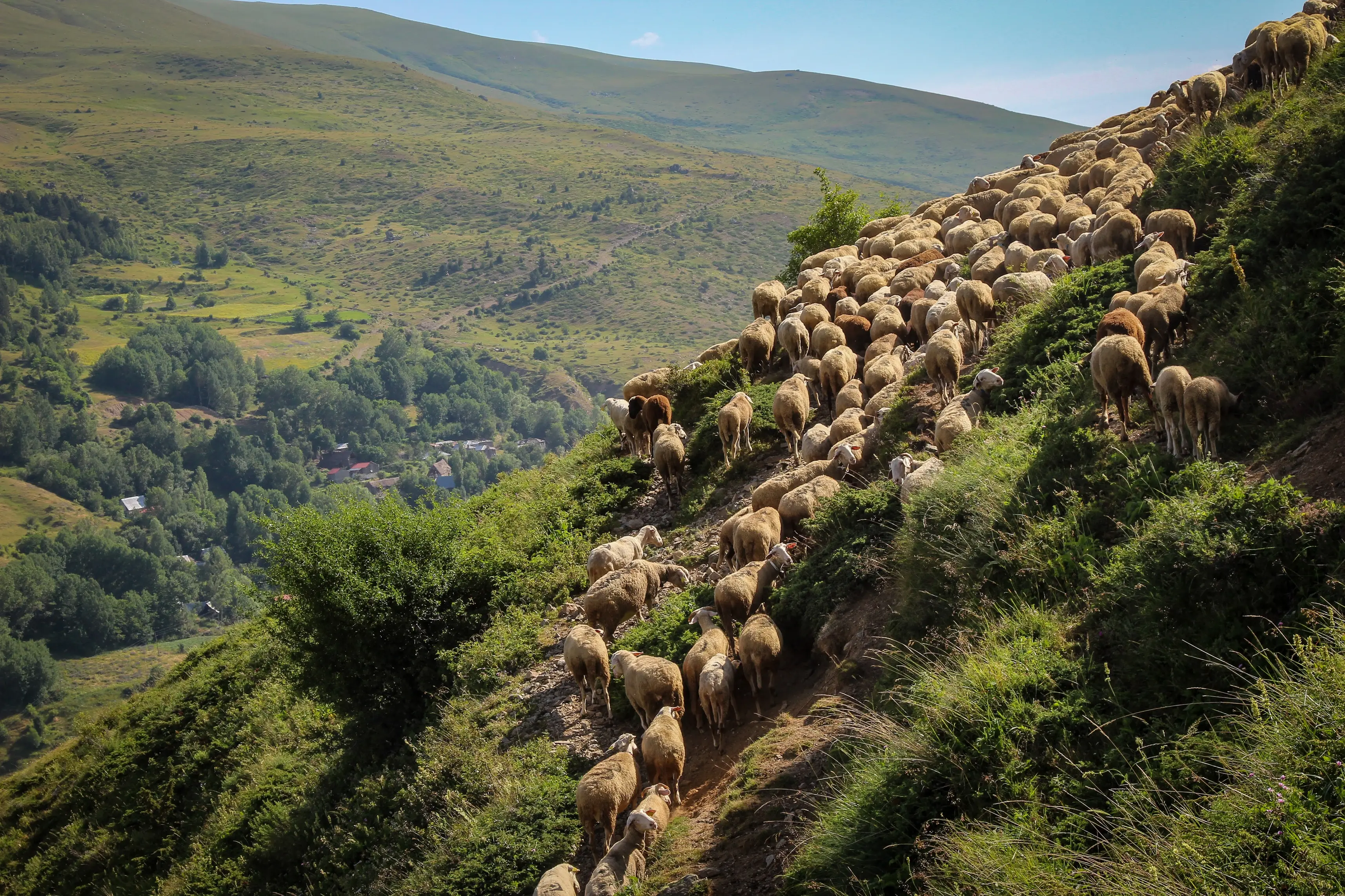 Sheep Herding, High Scardus – A large flock of sheep moves uphill on rugged slopes in the High Scardus region.