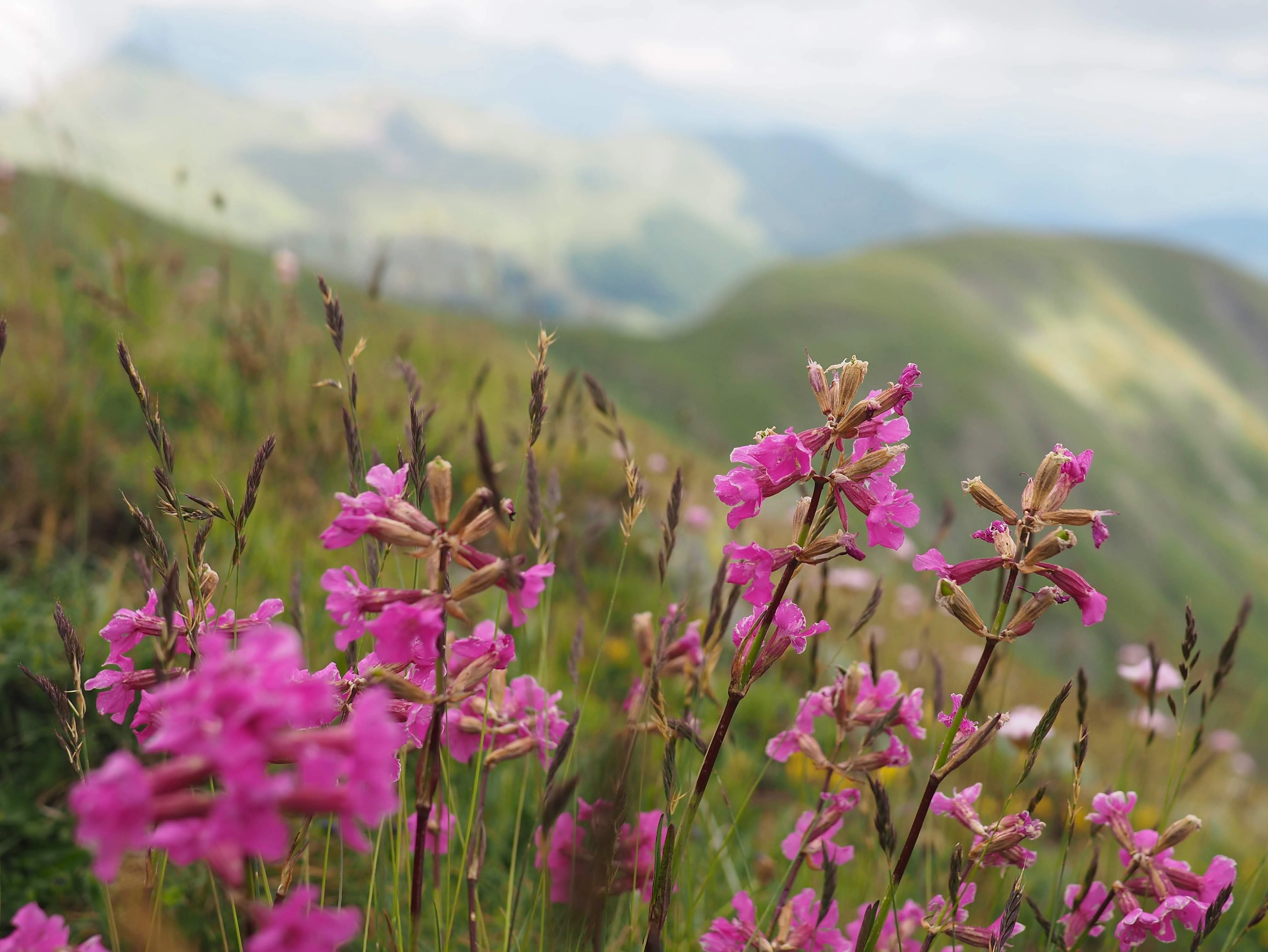 Wildflowers on ridge – Pink wildflowers bloom on a grassy ridge, misty peaks and rolling green hills stretching beyond