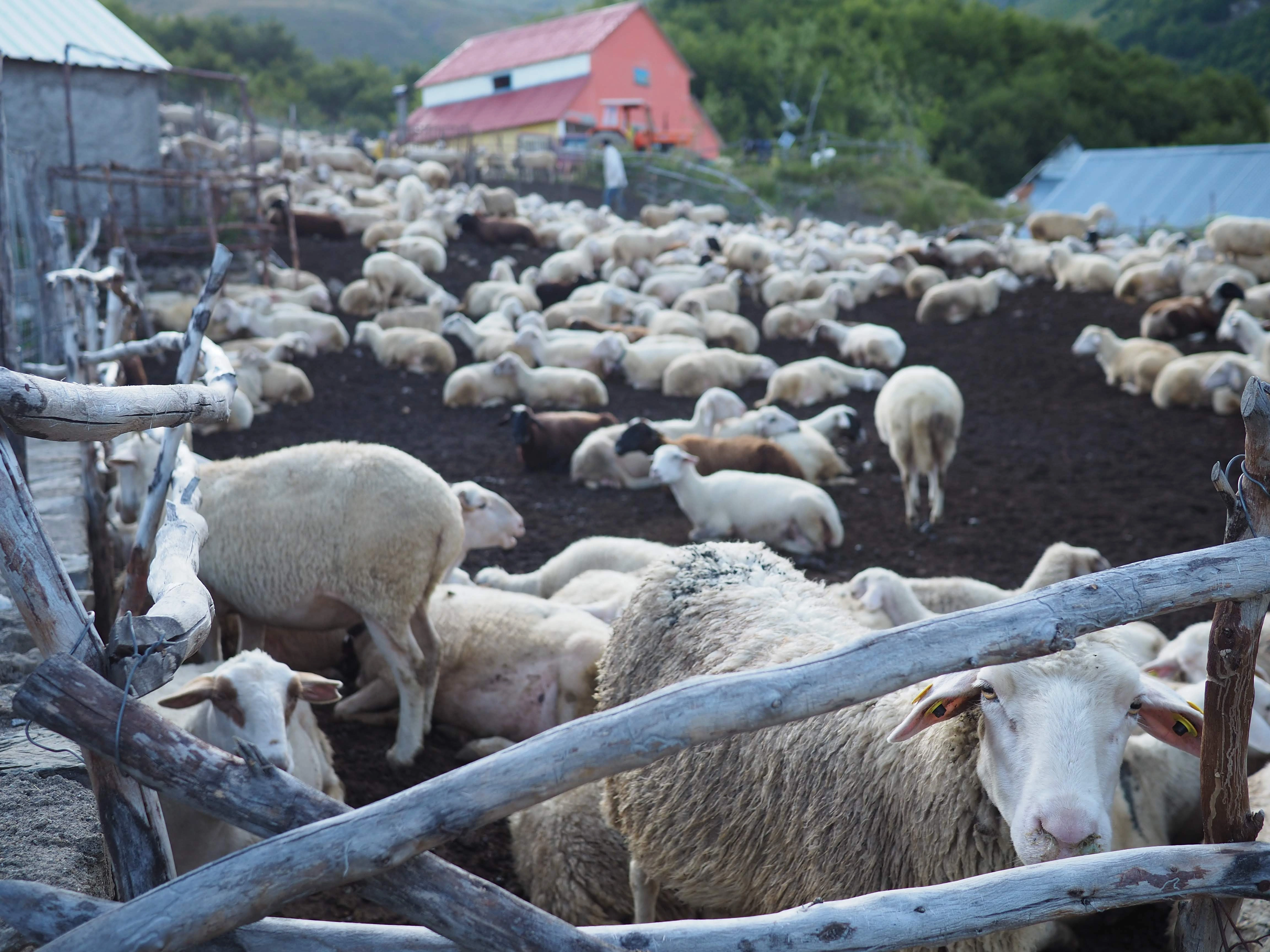 Sheep farm enclosure – A large flock of sheep gathers inside a wooden pen, with rolling green hills in the background.