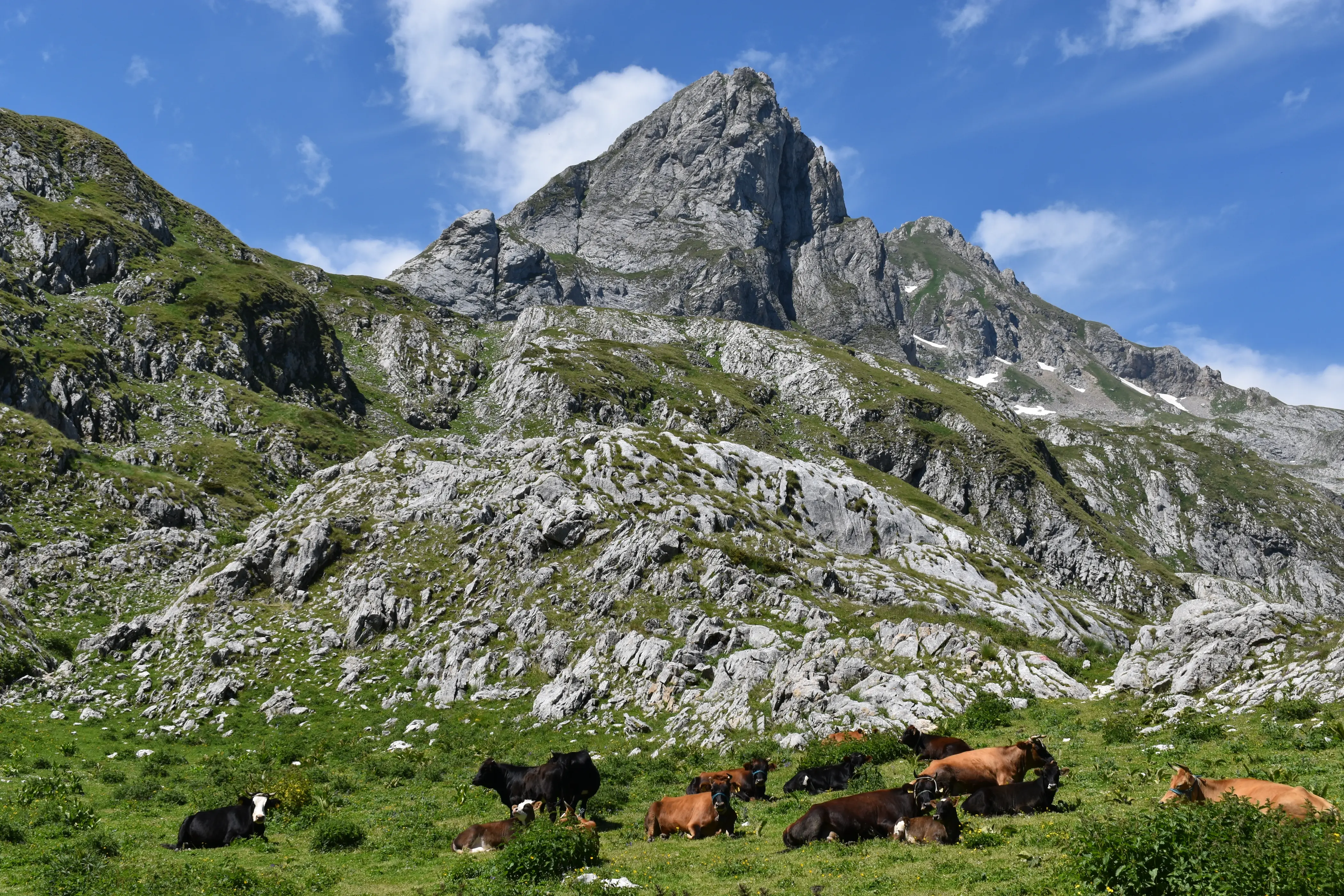  Cows rest on lush grass beneath jagged peaks in the High Scardus mountains.