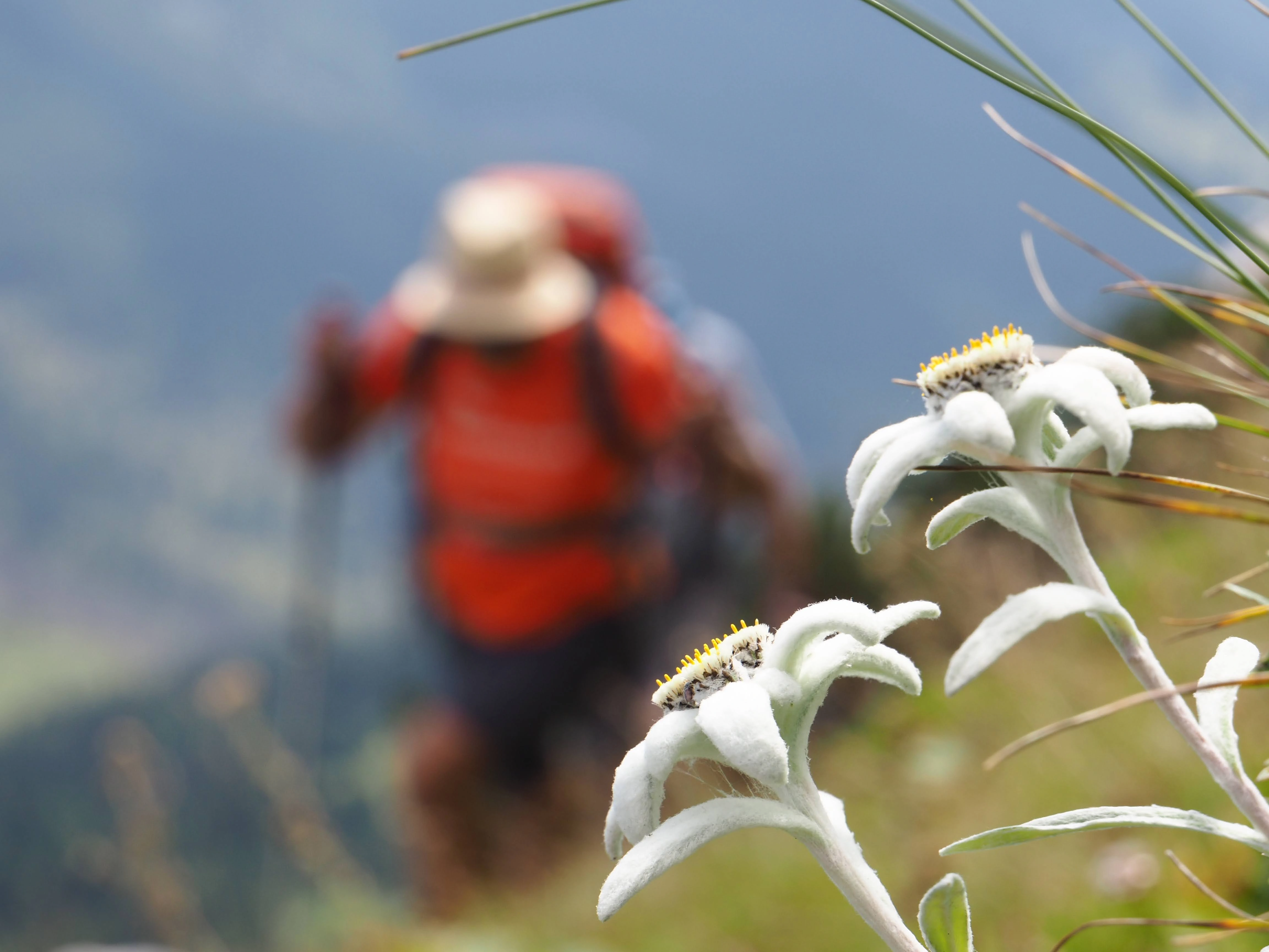 Alpine edelweiss flowers in Albania with blurred hiker trekking in Valbona Valley
