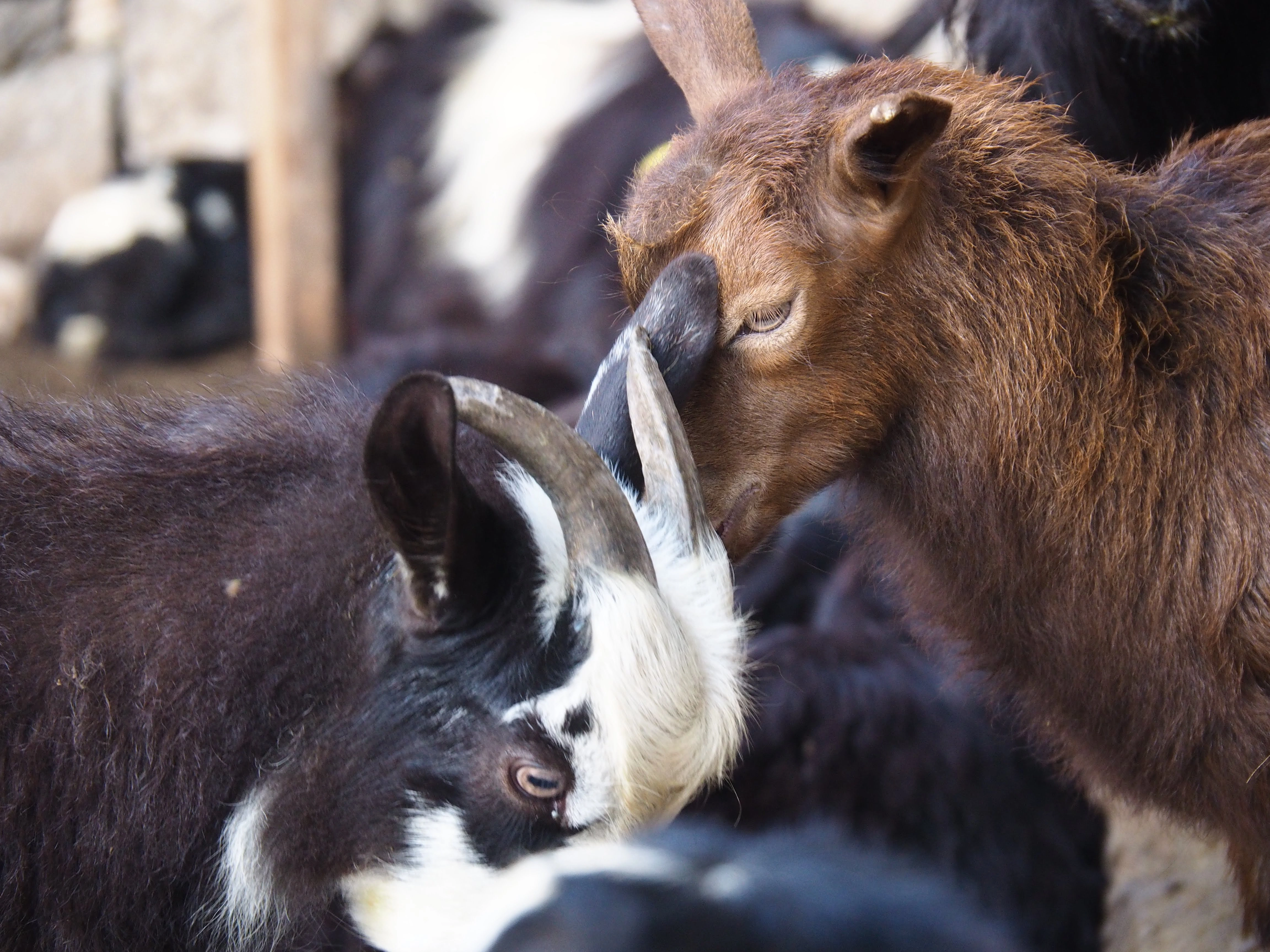 Two goats nuzzling each other in a farm setting, one with dark fur and the other light brown.