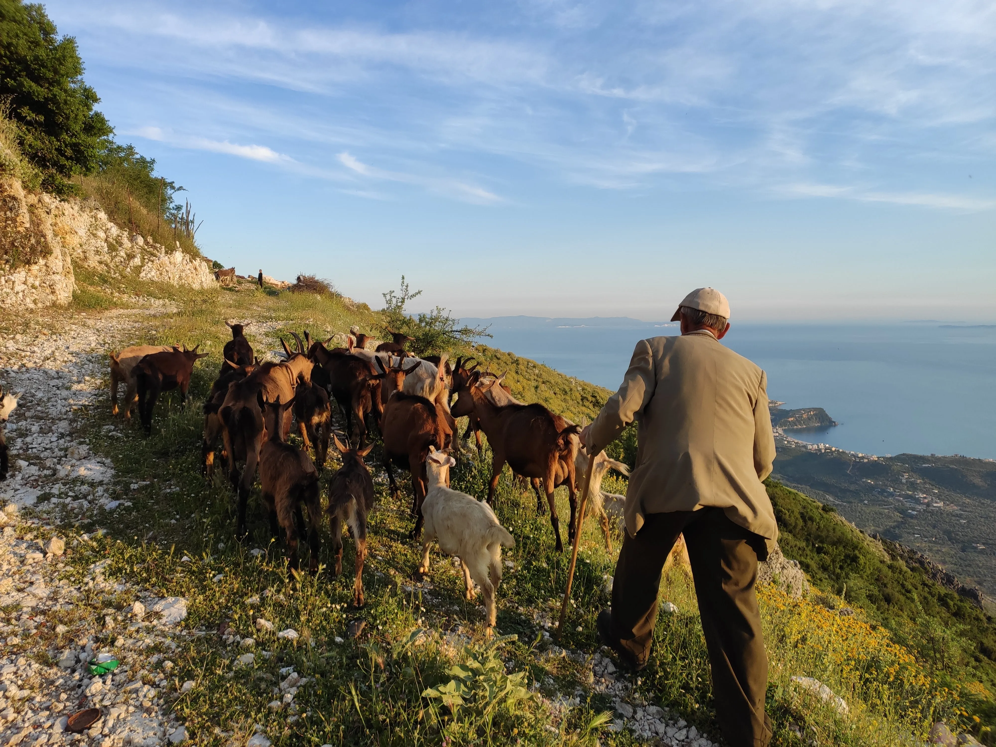 A shepherd leading a herd of goats along a rocky mountain trail overlooking the blue Ionian Sea in Albania.