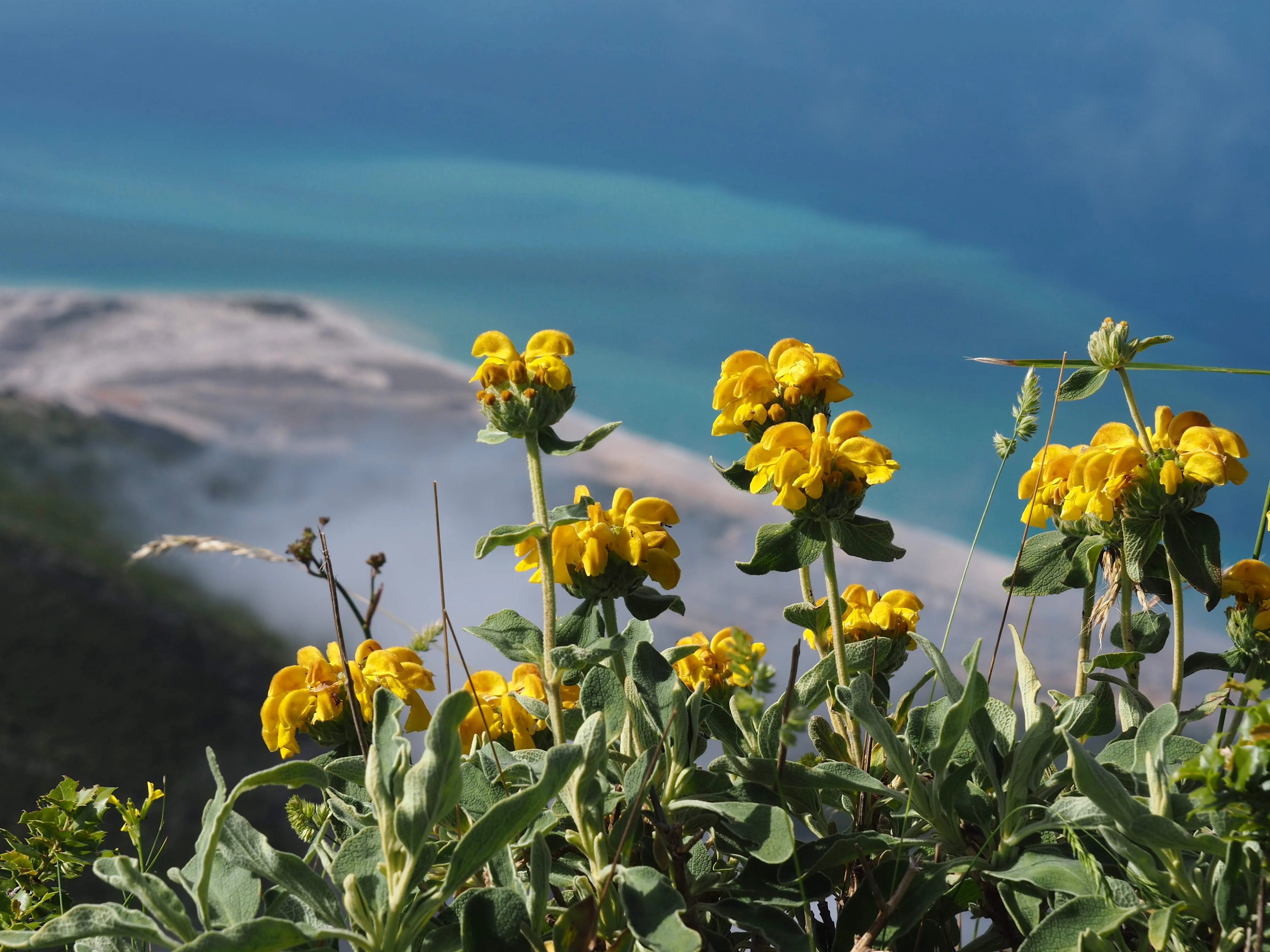 Bright yellow wildflowers overlooking a misty coastline with blue waters, capturing the beauty of Albania’s landscapes.