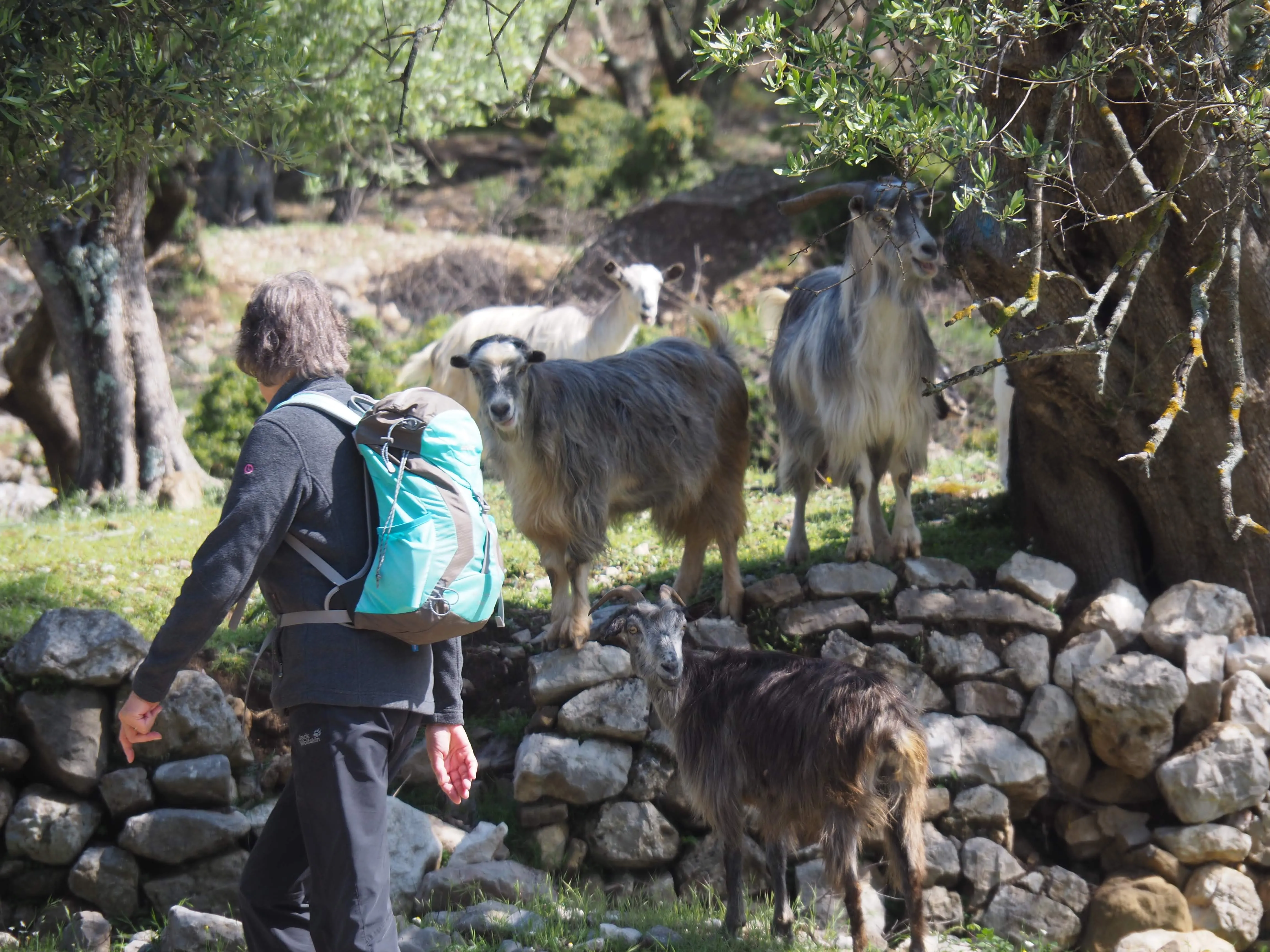 A hiker with a backpack walking past a group of long-haired goats near an ancient olive tree in Albania.