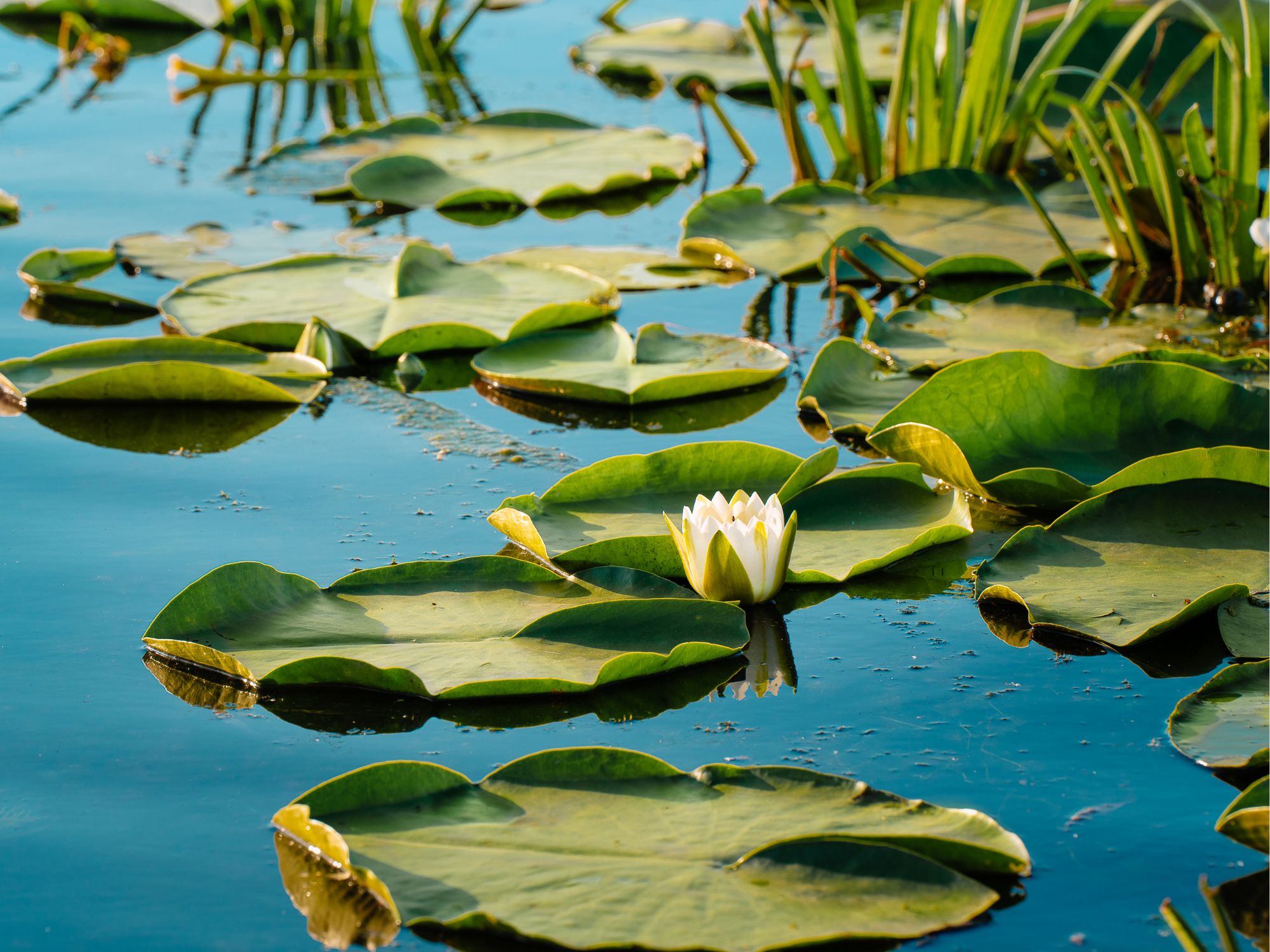 A white water lily blooming on a still pond, surrounded by large green lily pads in the Danube Delta.