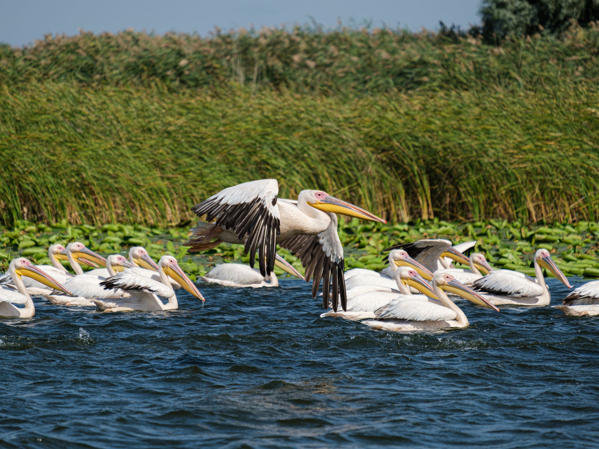 A flock of white pelicans floating on a lake, with one in mid-flight, surrounded by lush reeds in the Danube Delta.