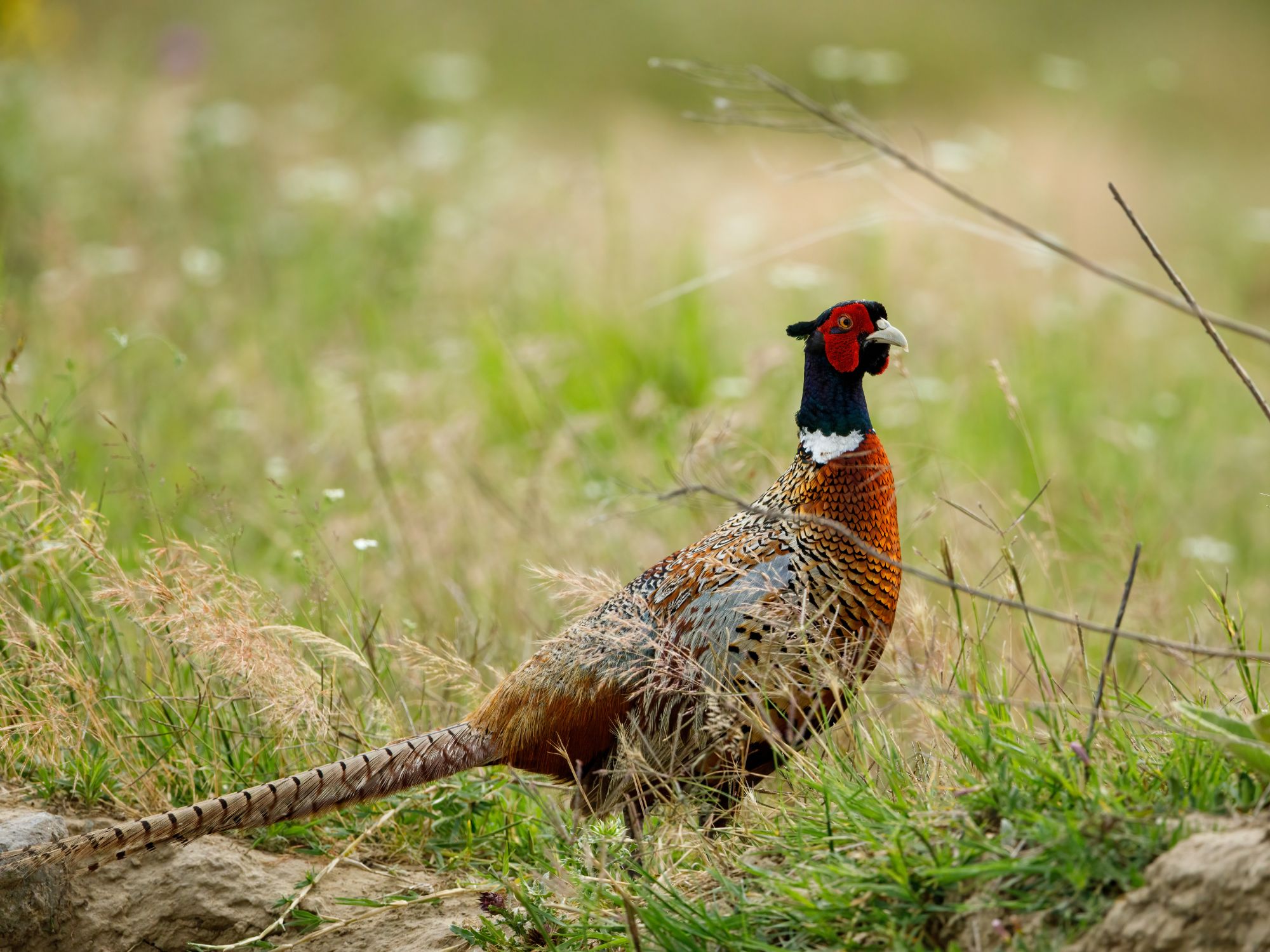 A wild pheasant with vibrant plumage standing in a grassy field in the Danube Delta, Romania.