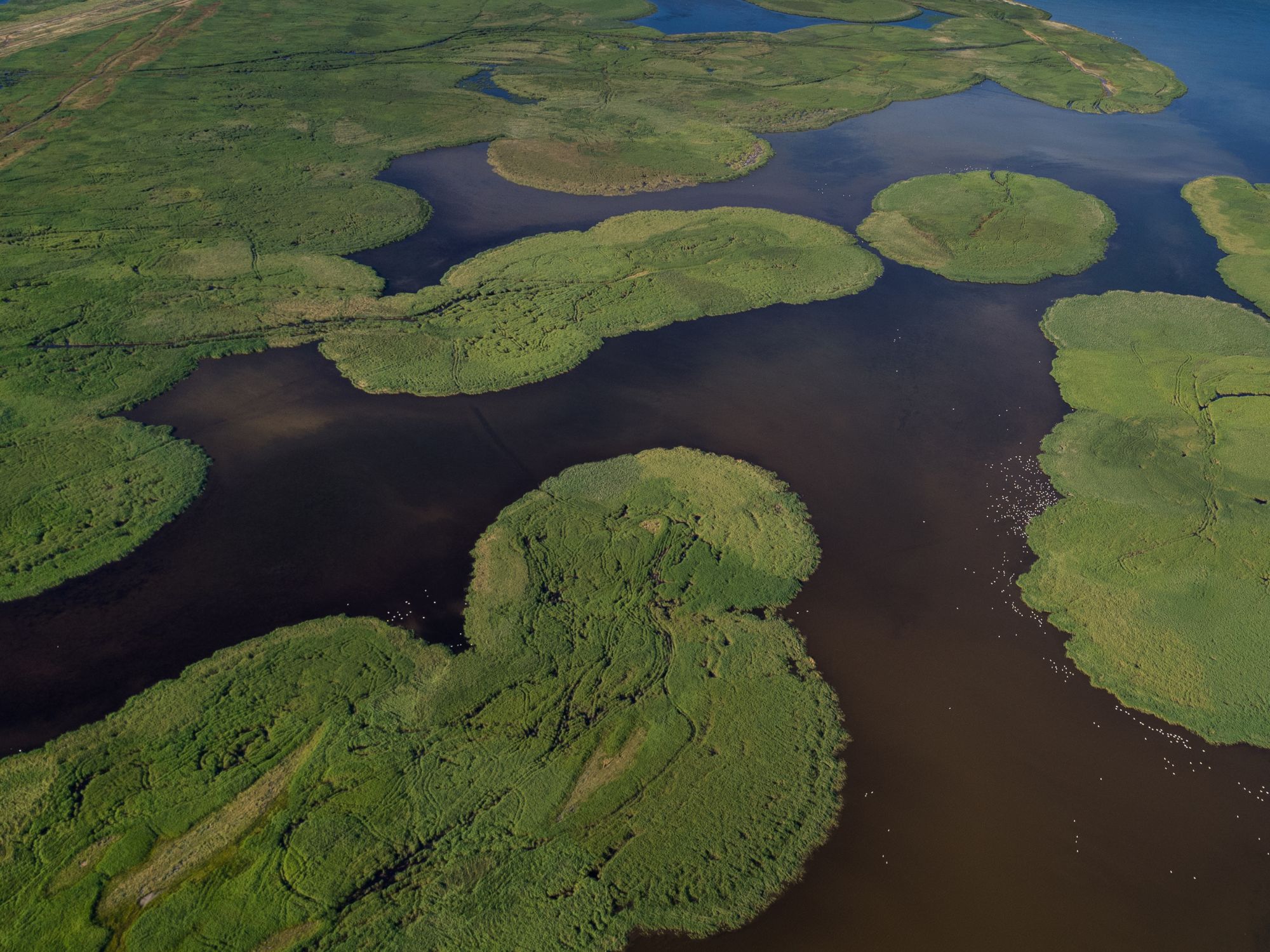 Aerial view of green marshland islands and winding dark waters of the Danube Delta, home to diverse wildlife.